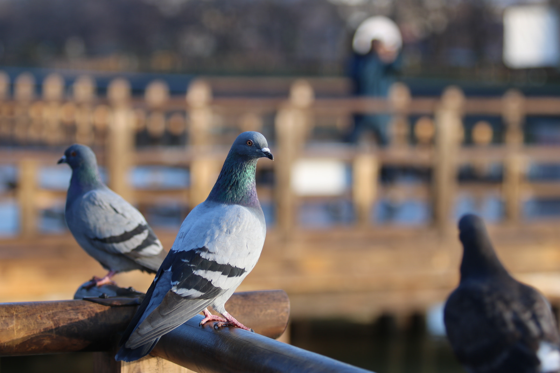 Canon EOS 760D (EOS Rebel T6s / EOS 8000D) + Canon EF 70-200mm F2.8L USM sample photo. 鳩ぽっぽ photography