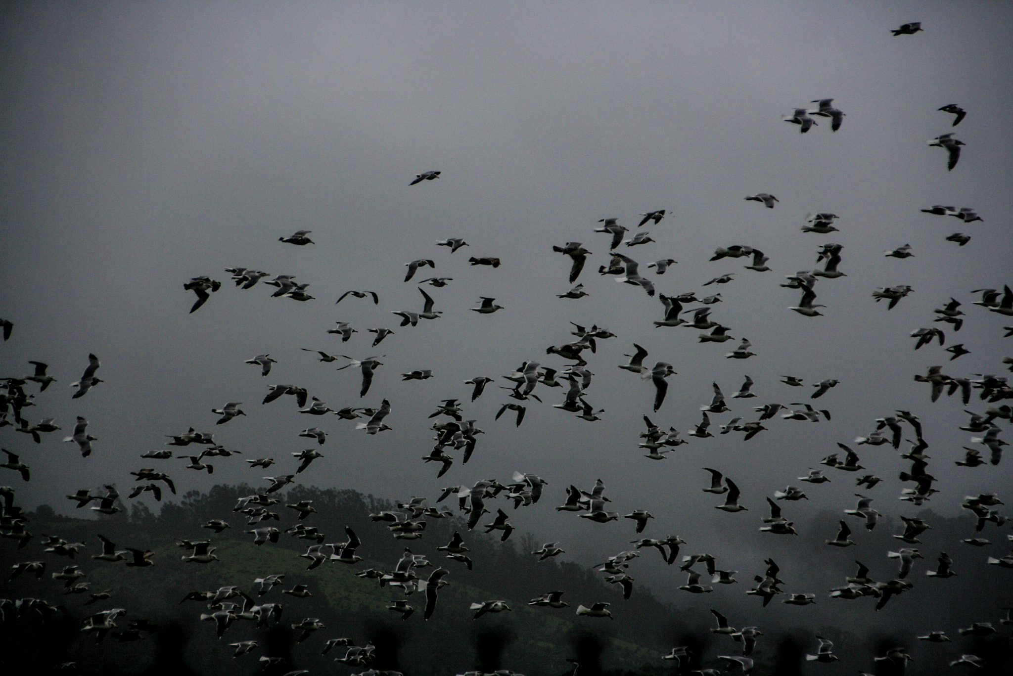 Canon TS-E 90mm F2.8 Tilt-Shift sample photo. Freedom! photography
