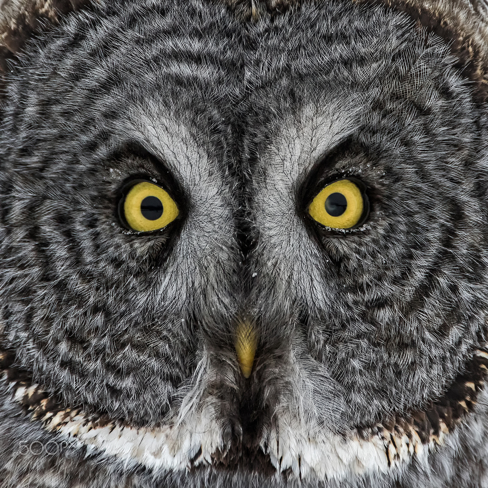 Canon EF 300mm F2.8L IS USM sample photo. Great gray owl portrait photography