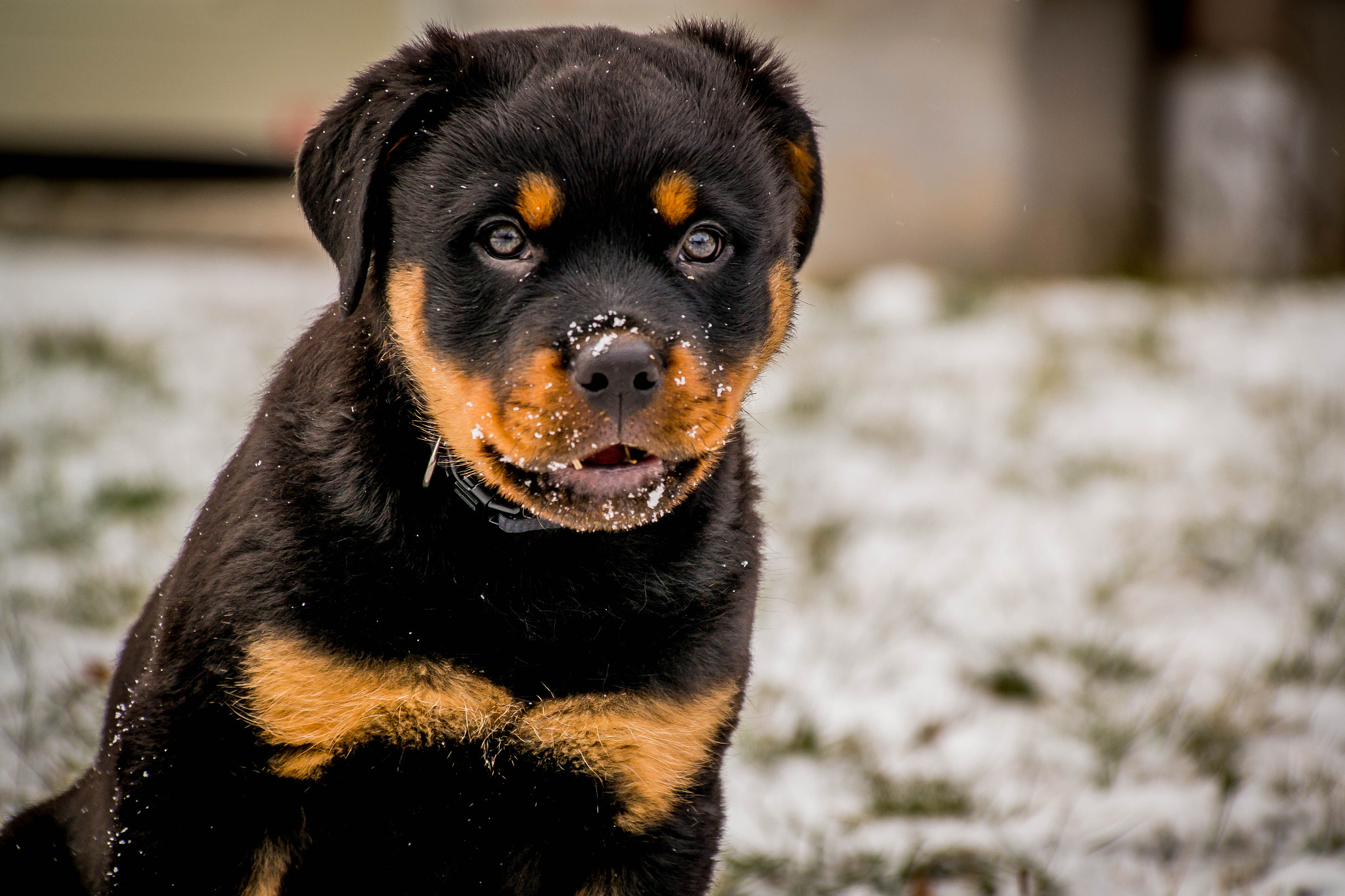 Samsung Galaxy NX + Samsung NX 18-200mm F3.5-6.3 ED OIS sample photo. Puppy rotty photography