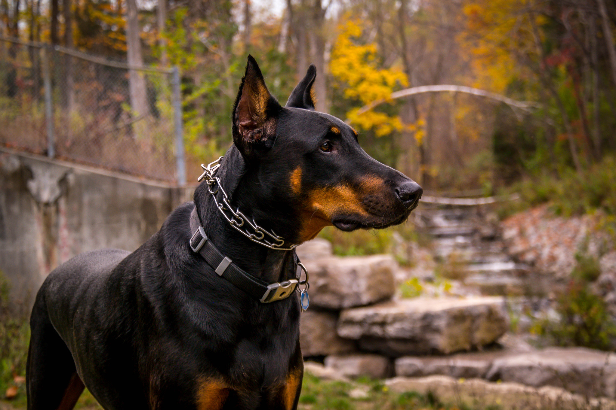 Samsung Galaxy NX sample photo. Doberman pose photography