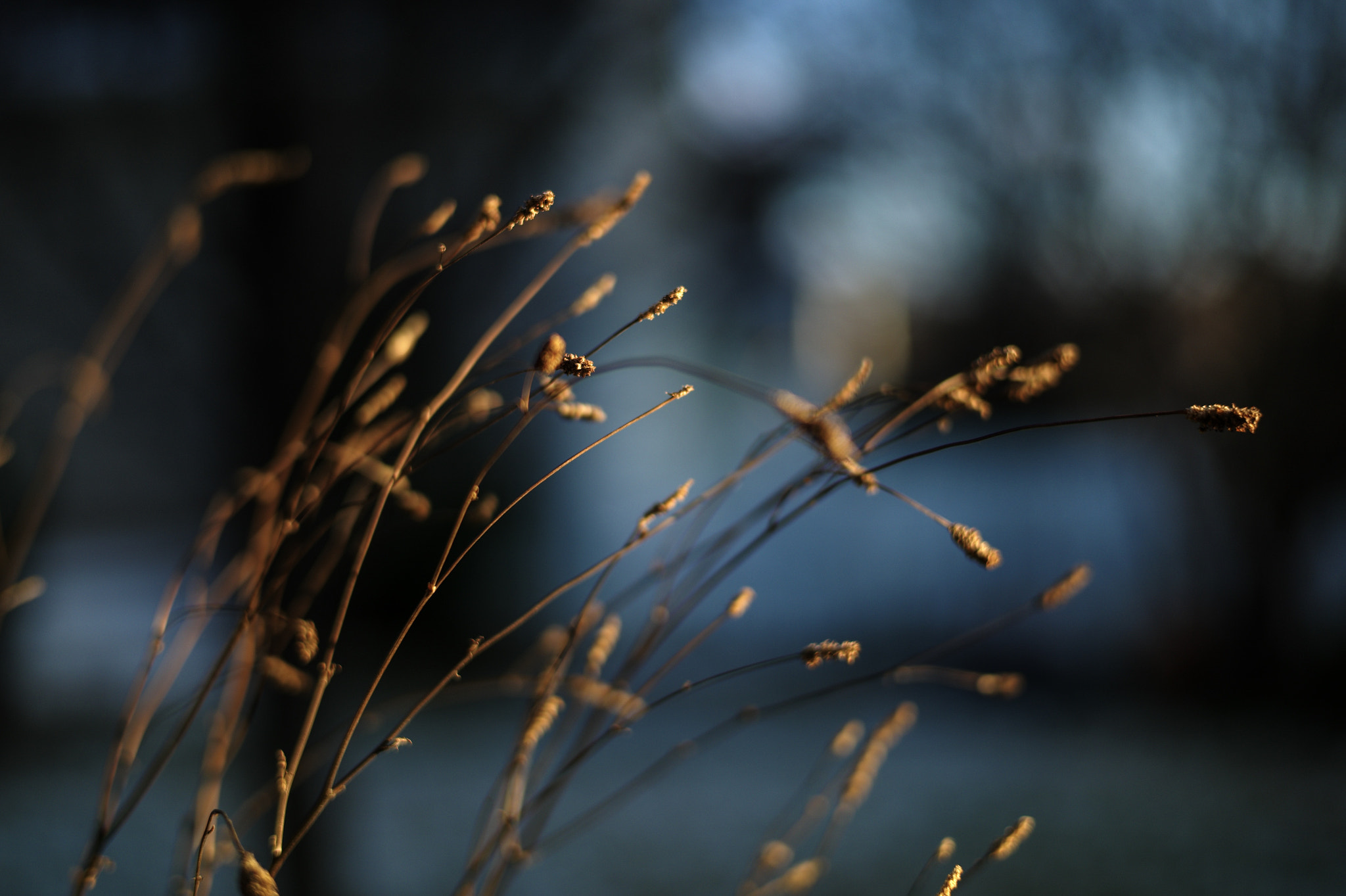 Leica M9 + Leica Summilux-M 50mm F1.4 ASPH sample photo. Fireflies photography
