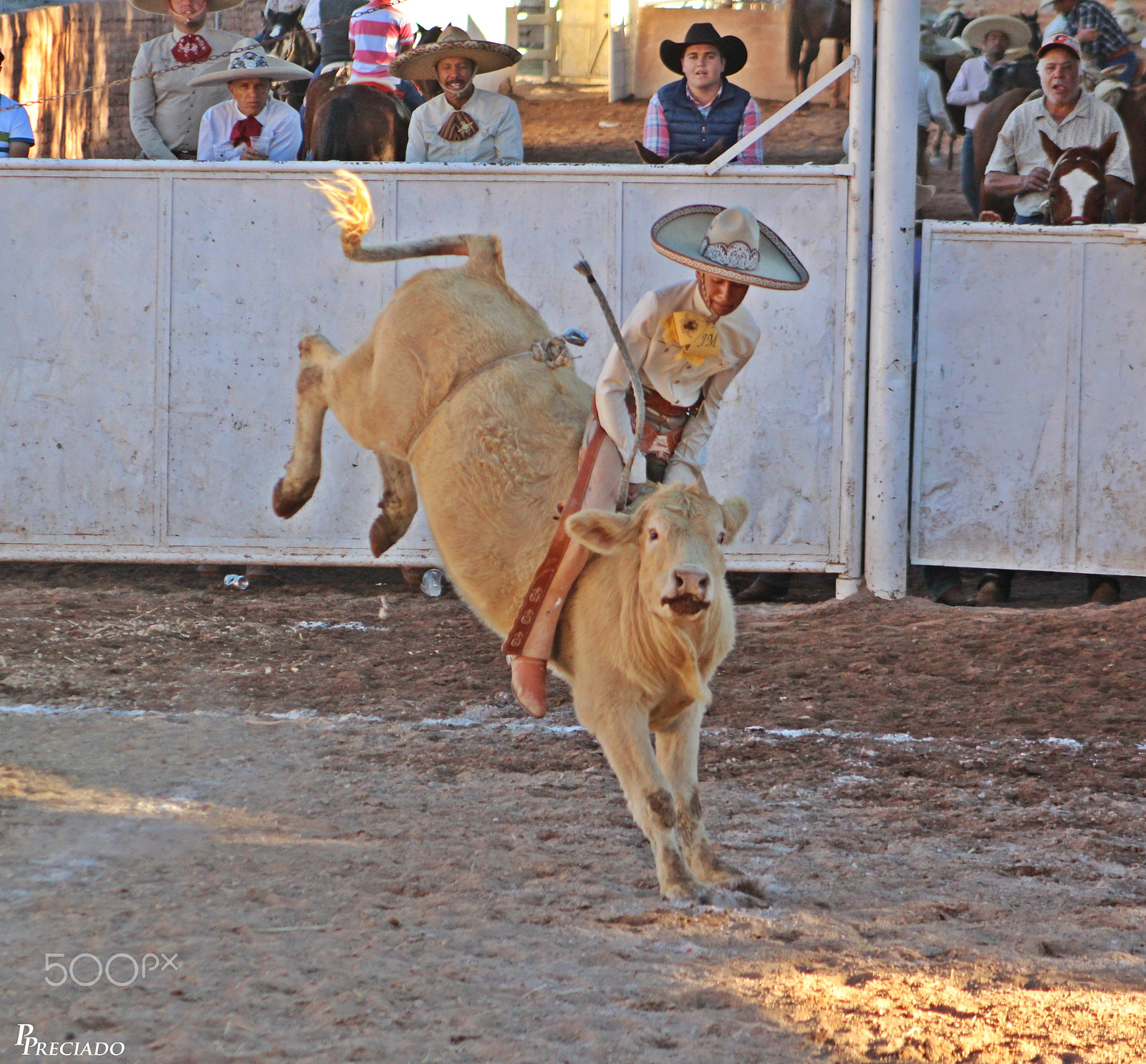 Canon EF 75-300mm f/4-5.6 USM sample photo. Img photography