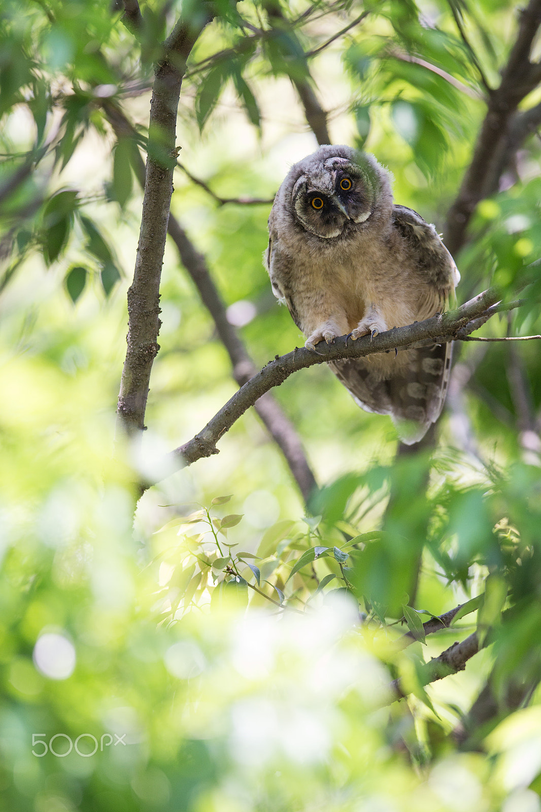 Canon EF 400mm F2.8L IS II USM sample photo. Baby owl photography