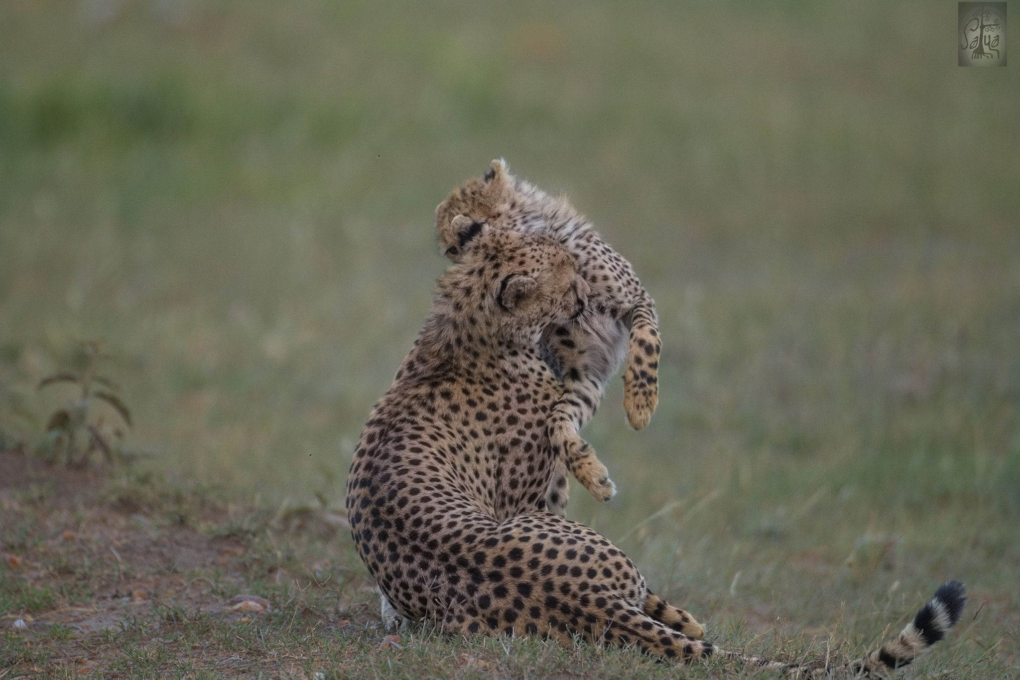 Canon EF 500mm F4L IS USM sample photo. Cheetah mother & cub playing photography