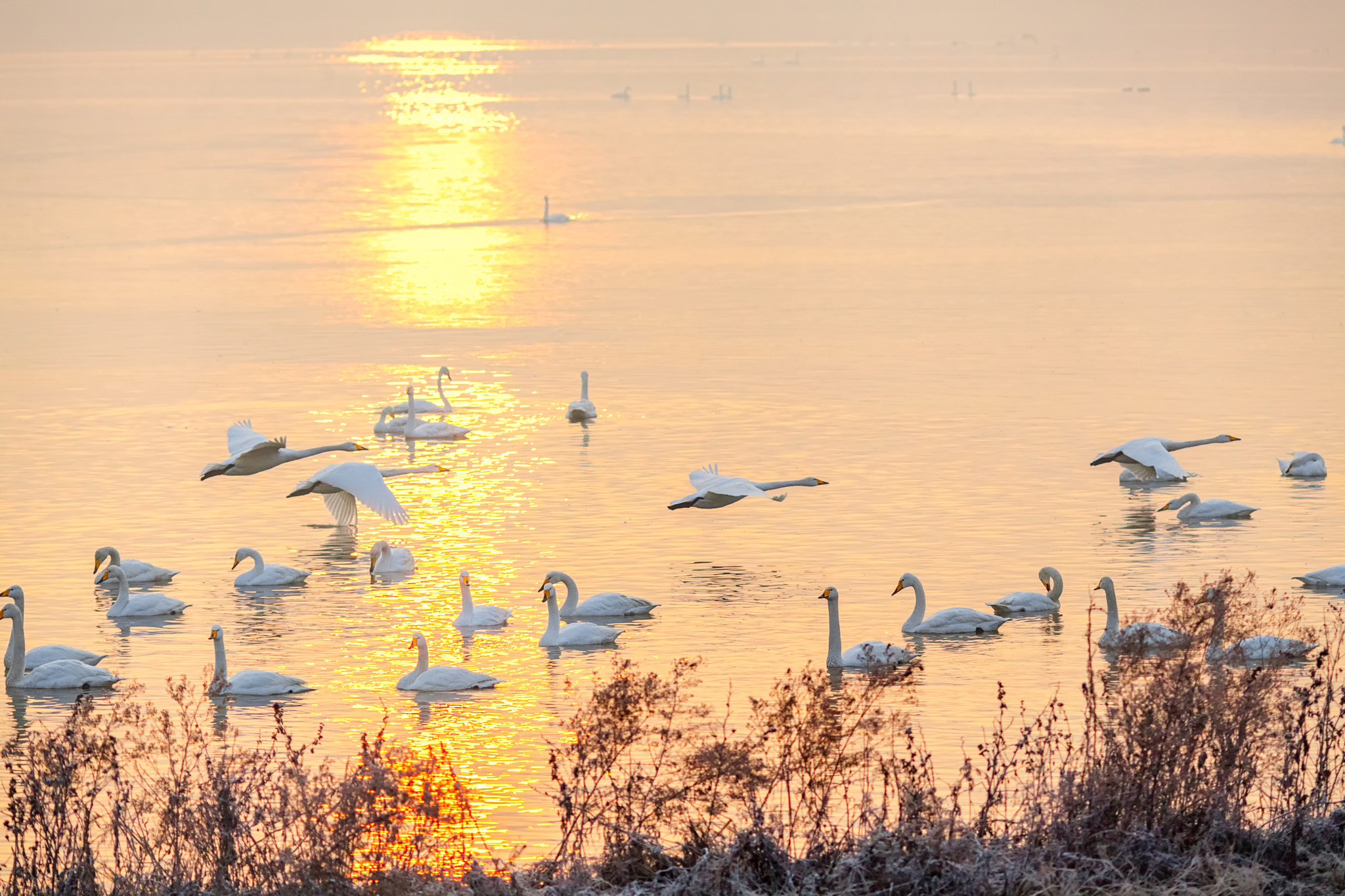 Canon EF 135mm F2L USM sample photo. Swan lake photography
