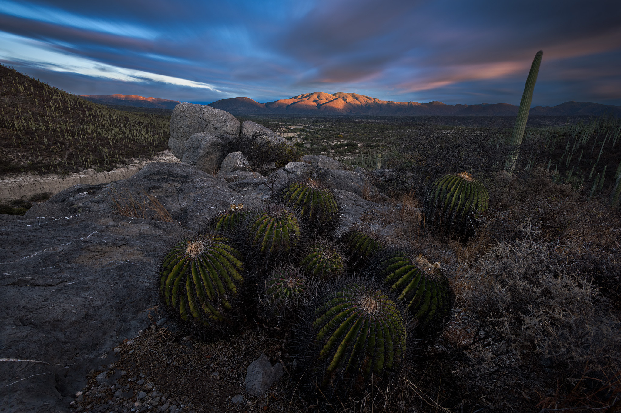 Nikon AF-S Nikkor 17-35mm F2.8D ED-IF sample photo. Cactus red sunset photography