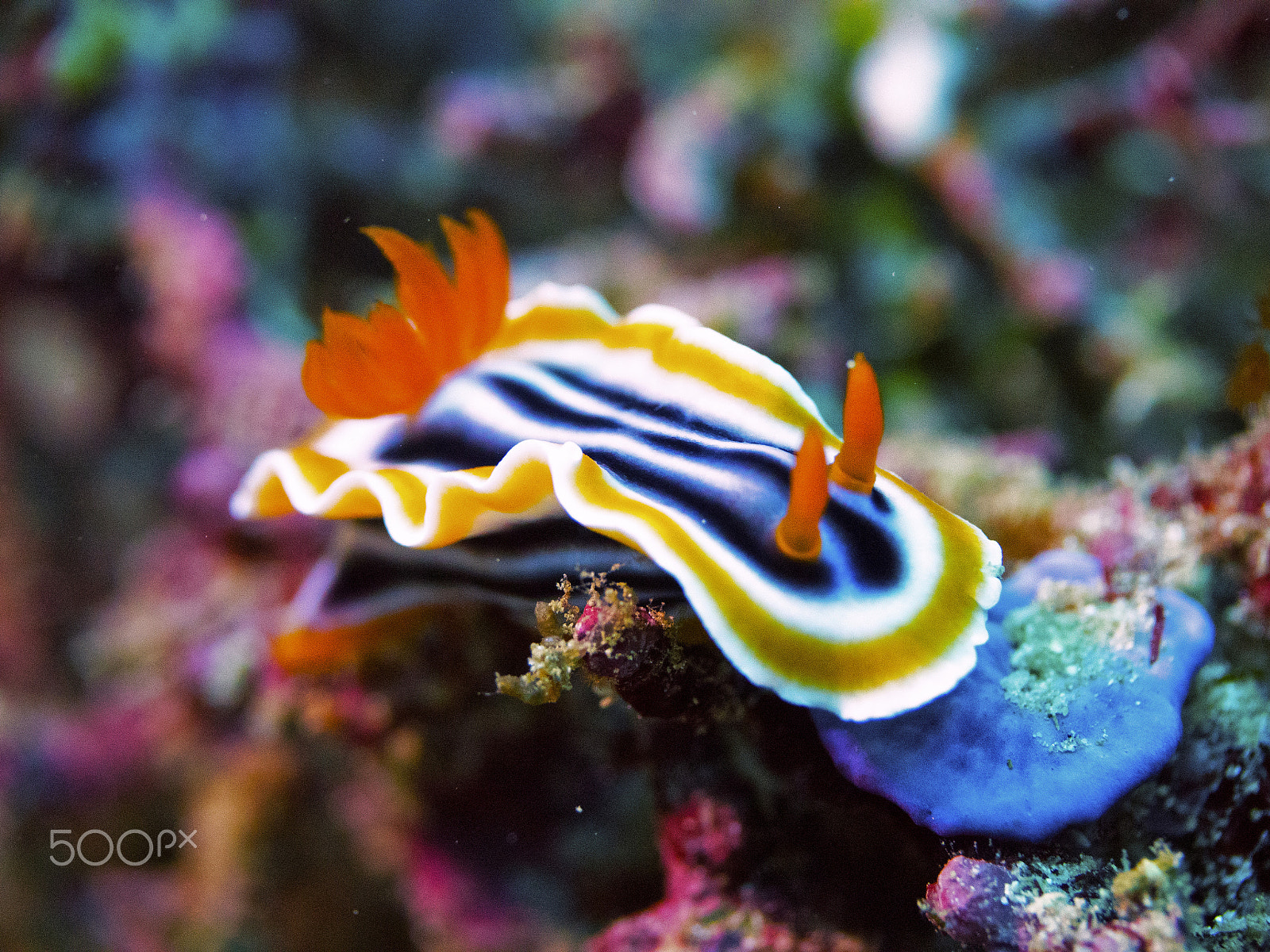 Panasonic Leica DG Macro-Elmarit 45mm F2.8 ASPH OIS sample photo. Nudibranch photography