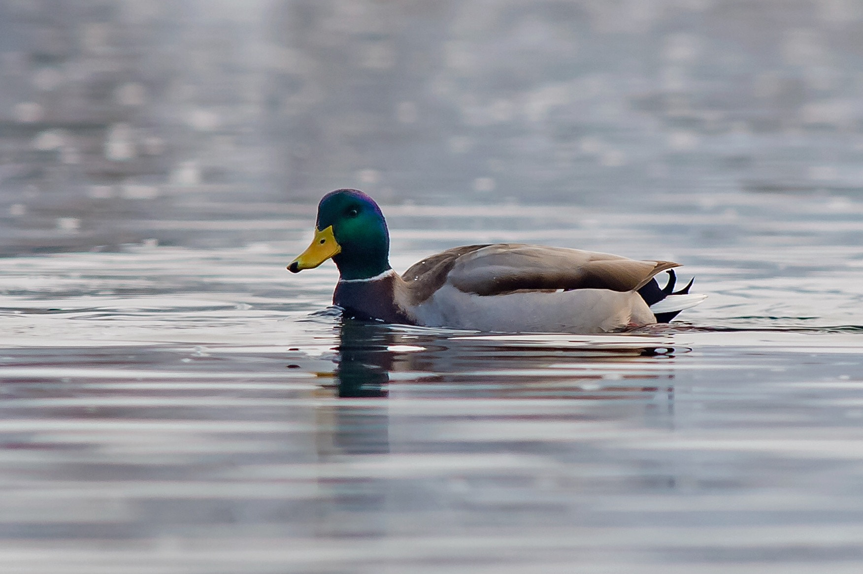 Nikkor 500mm f/4 P ED IF sample photo