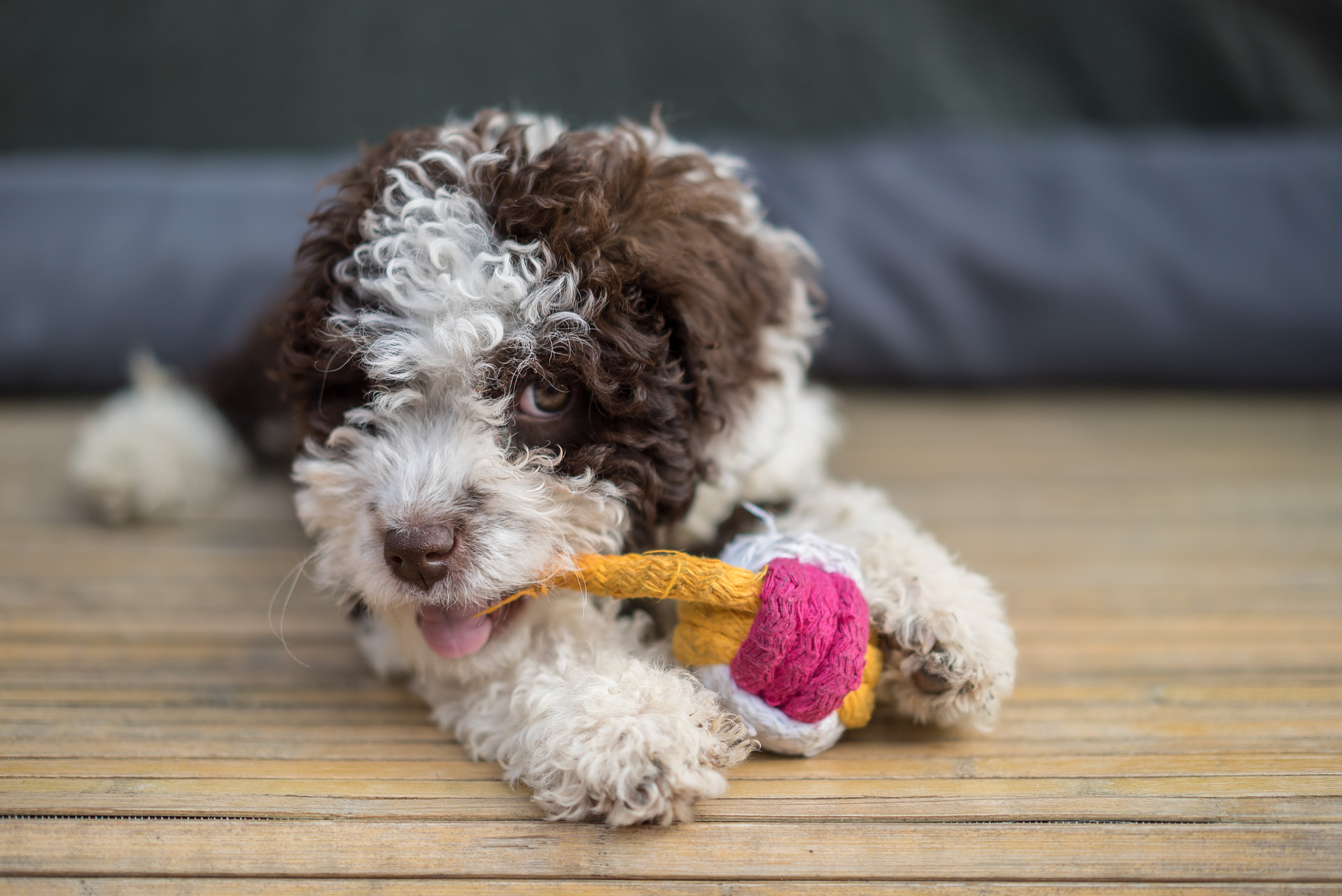 Sony a7S + Sony Sonnar T* FE 55mm F1.8 ZA sample photo. Perro de agua español photography