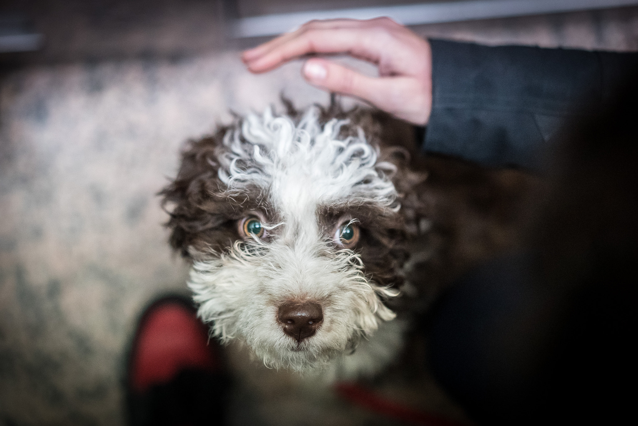 Sony a7S + Sony Sonnar T* FE 55mm F1.8 ZA sample photo. Perro de agua español photography