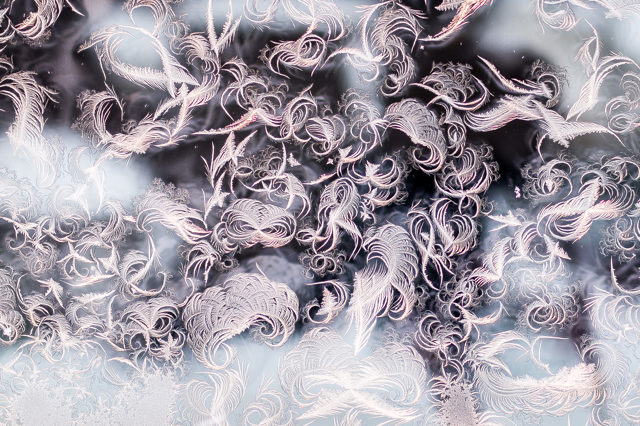 Canon EOS 70D + Canon EF 35mm F1.4L USM sample photo. Frozen window where the ice looks like feathers photography