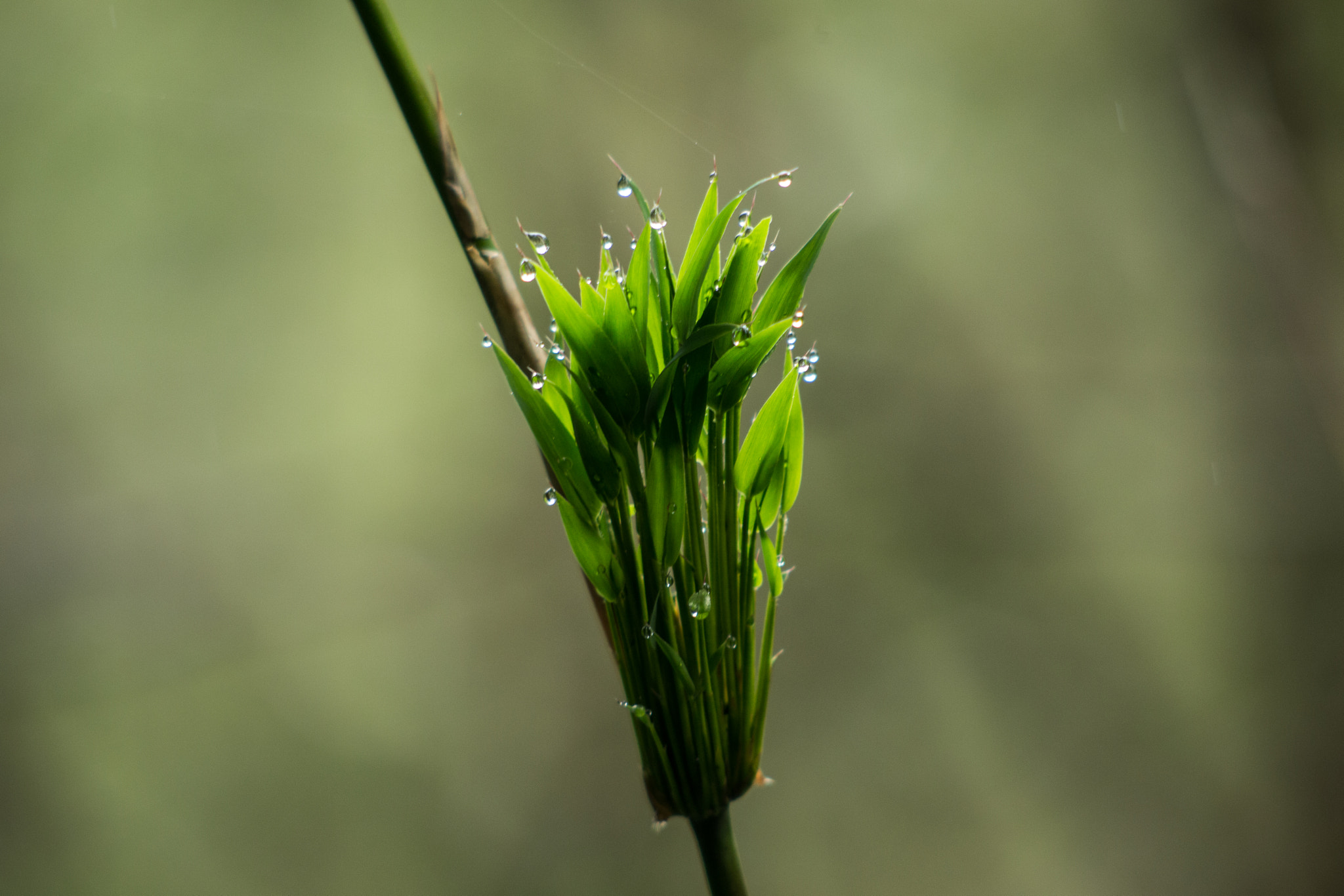 Canon EOS 6D + Canon EF 100-300mm F4.5-5.6 USM sample photo. Guango lodge wild bamboo photography