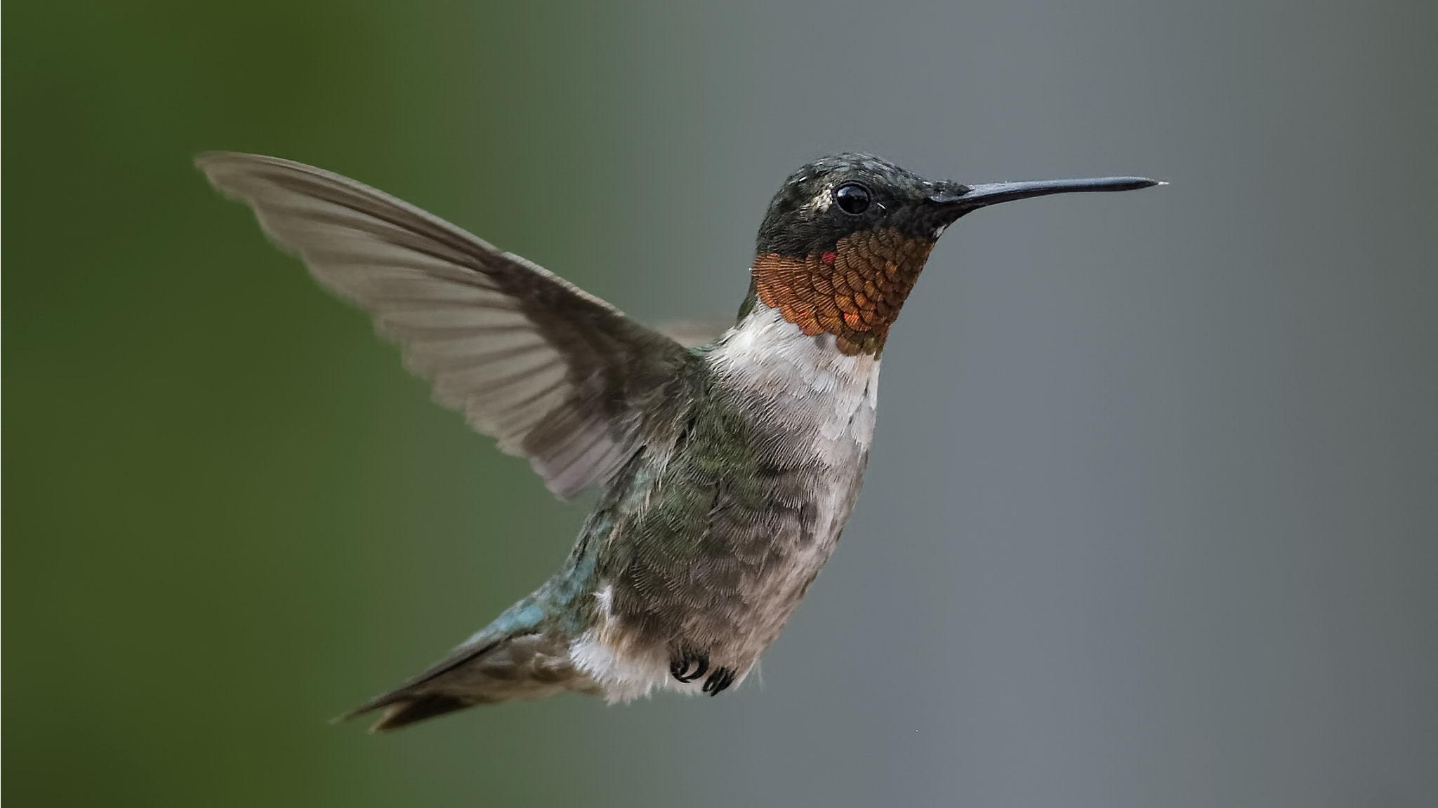 Nikon D7100 + AF Nikkor 70-210mm f/4-5.6D sample photo. Garden buddy photography