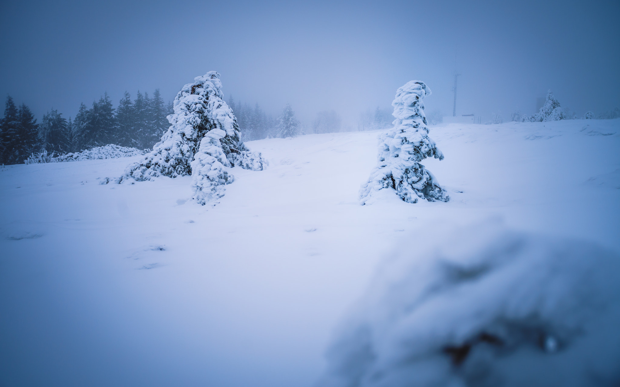 Sony a7 II sample photo. Winter wonderland photography