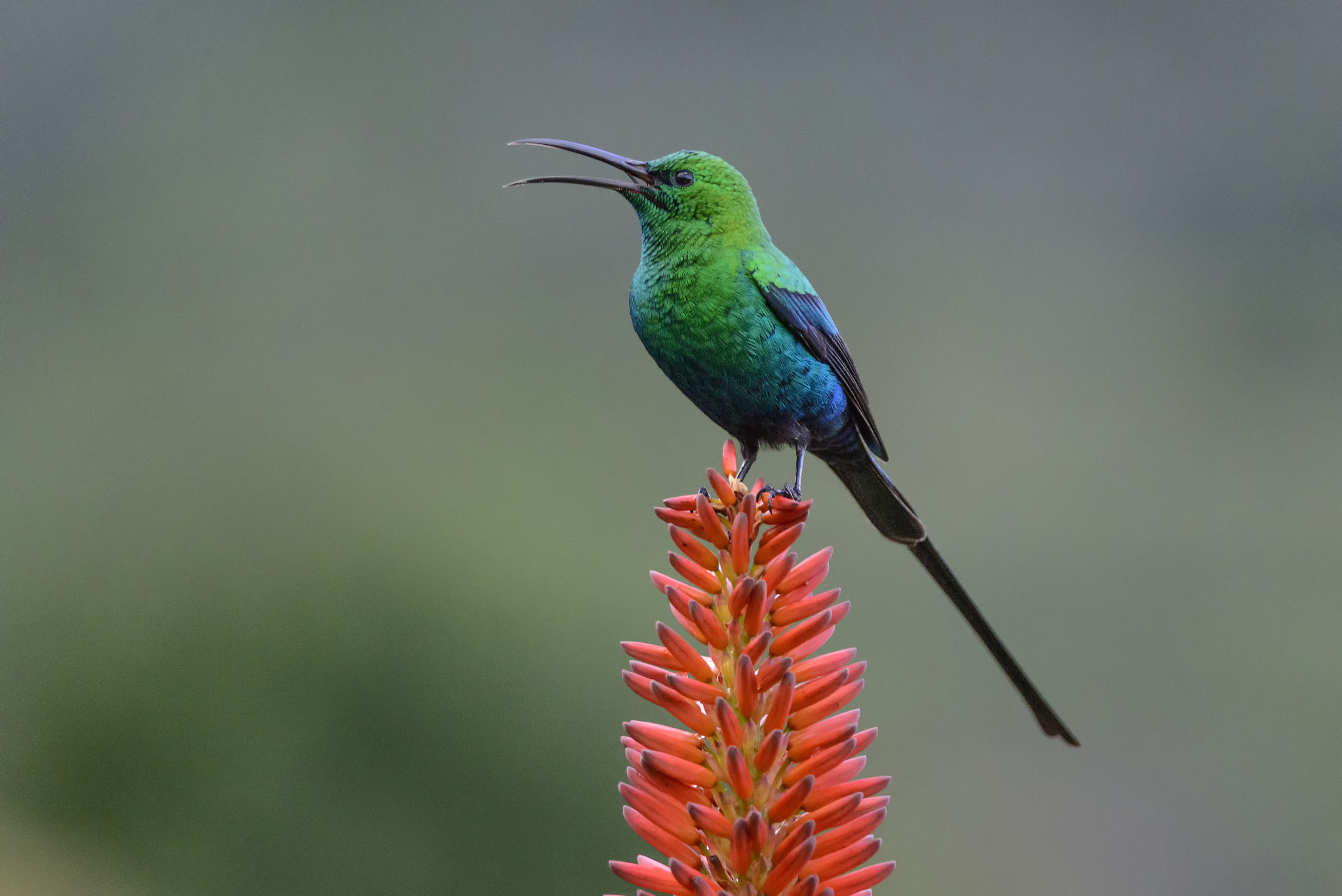 Nikon D800 + Nikon AF-S Nikkor 300mm F4D ED-IF sample photo. Malachite sunbird on aloe flower photography