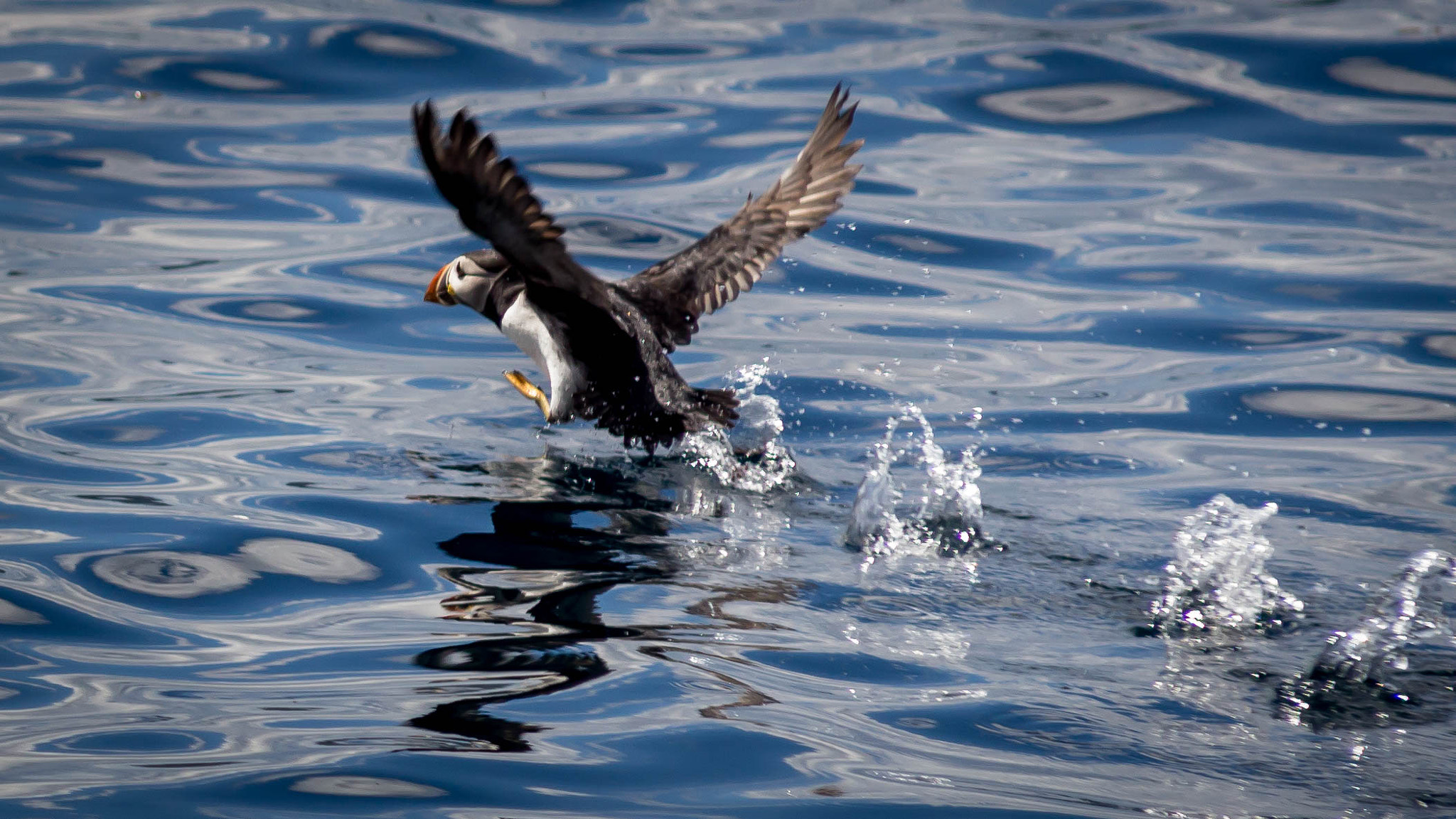 Sigma 70-200mm F2.8 EX DG OS HSM sample photo. Puffin photography