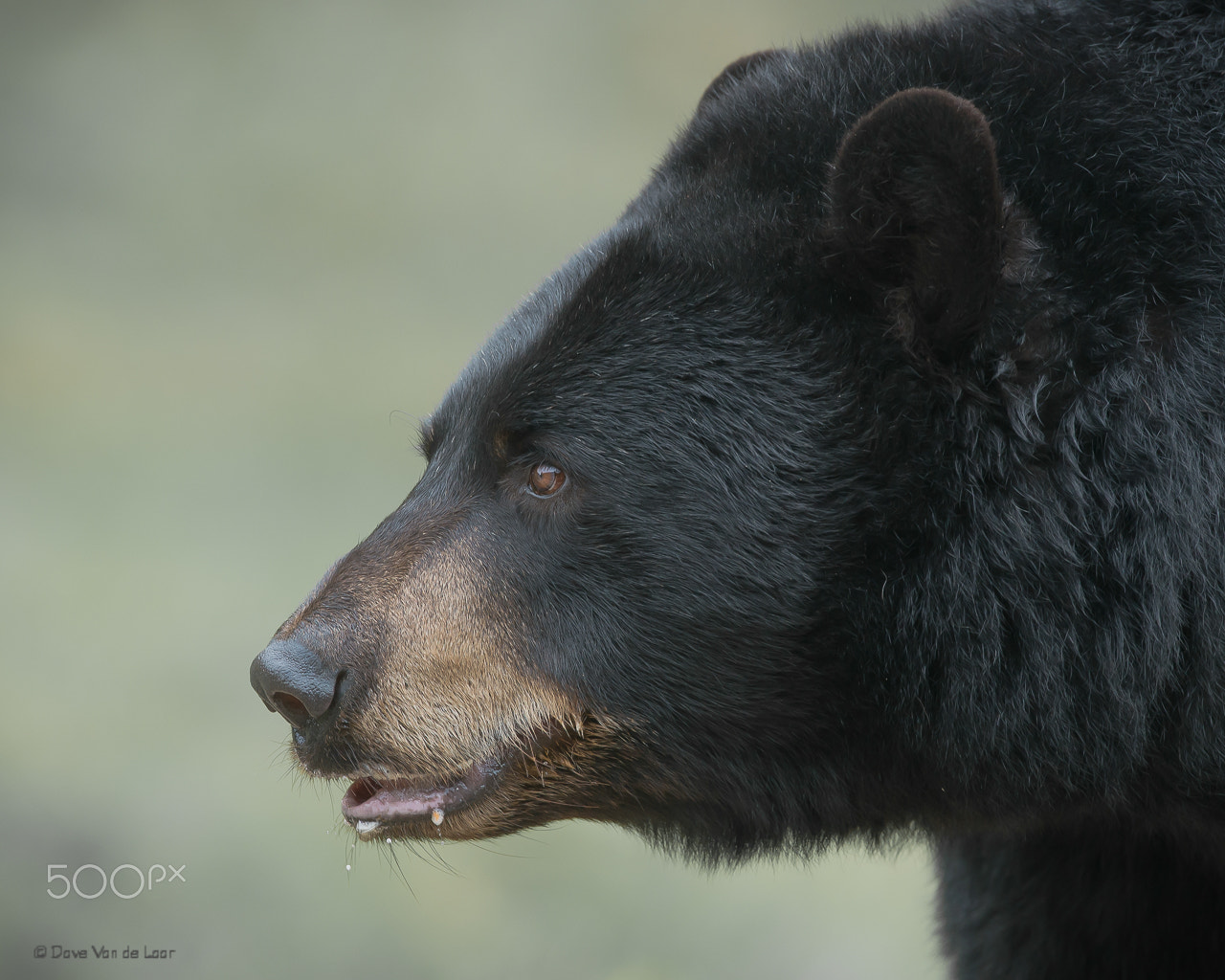 Nikon D800 + Nikon AF-S Nikkor 600mm F4G ED VR sample photo. Black bear photography