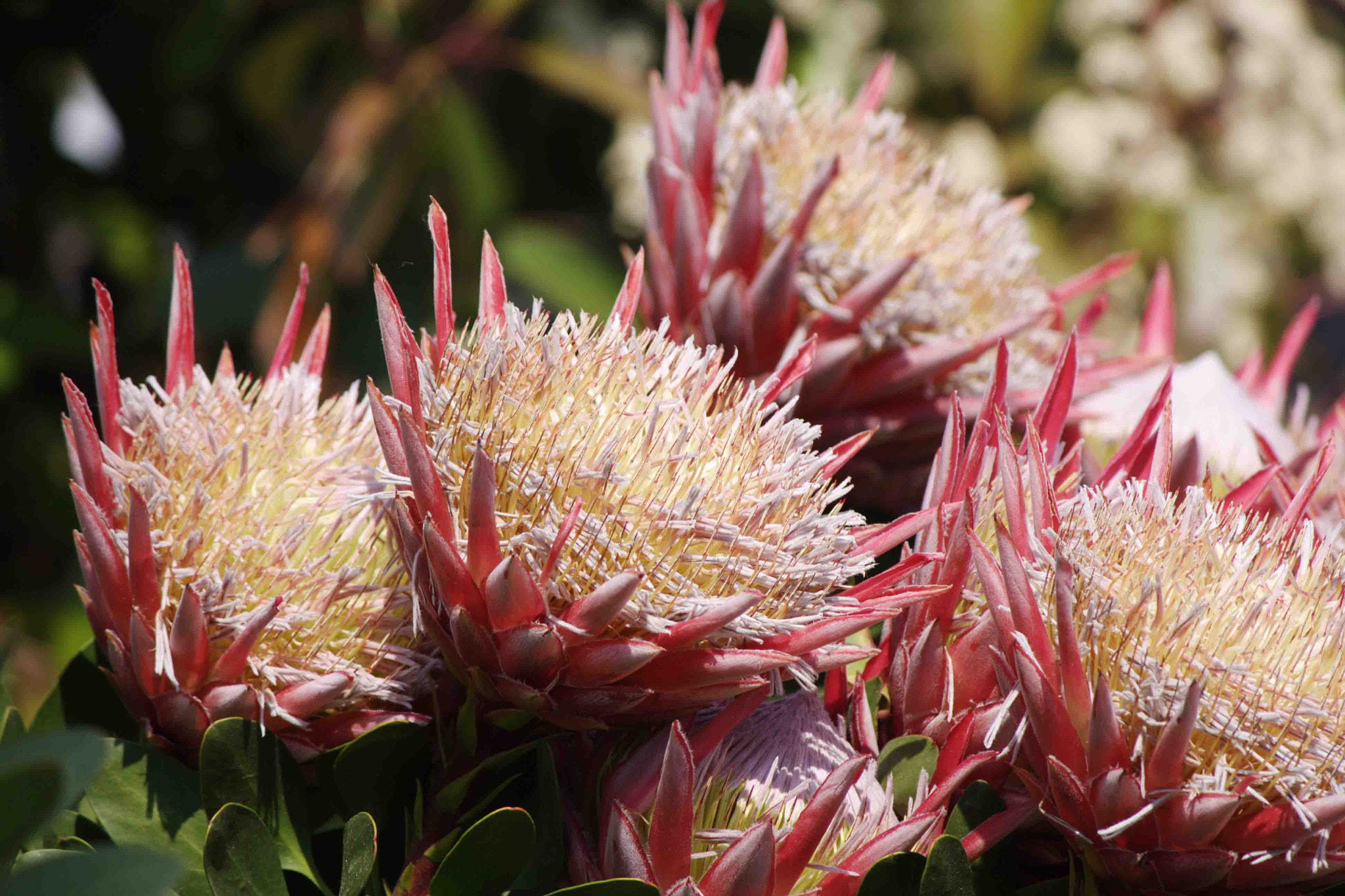 Canon EF-S 55-250mm F4-5.6 IS sample photo. Flower photography