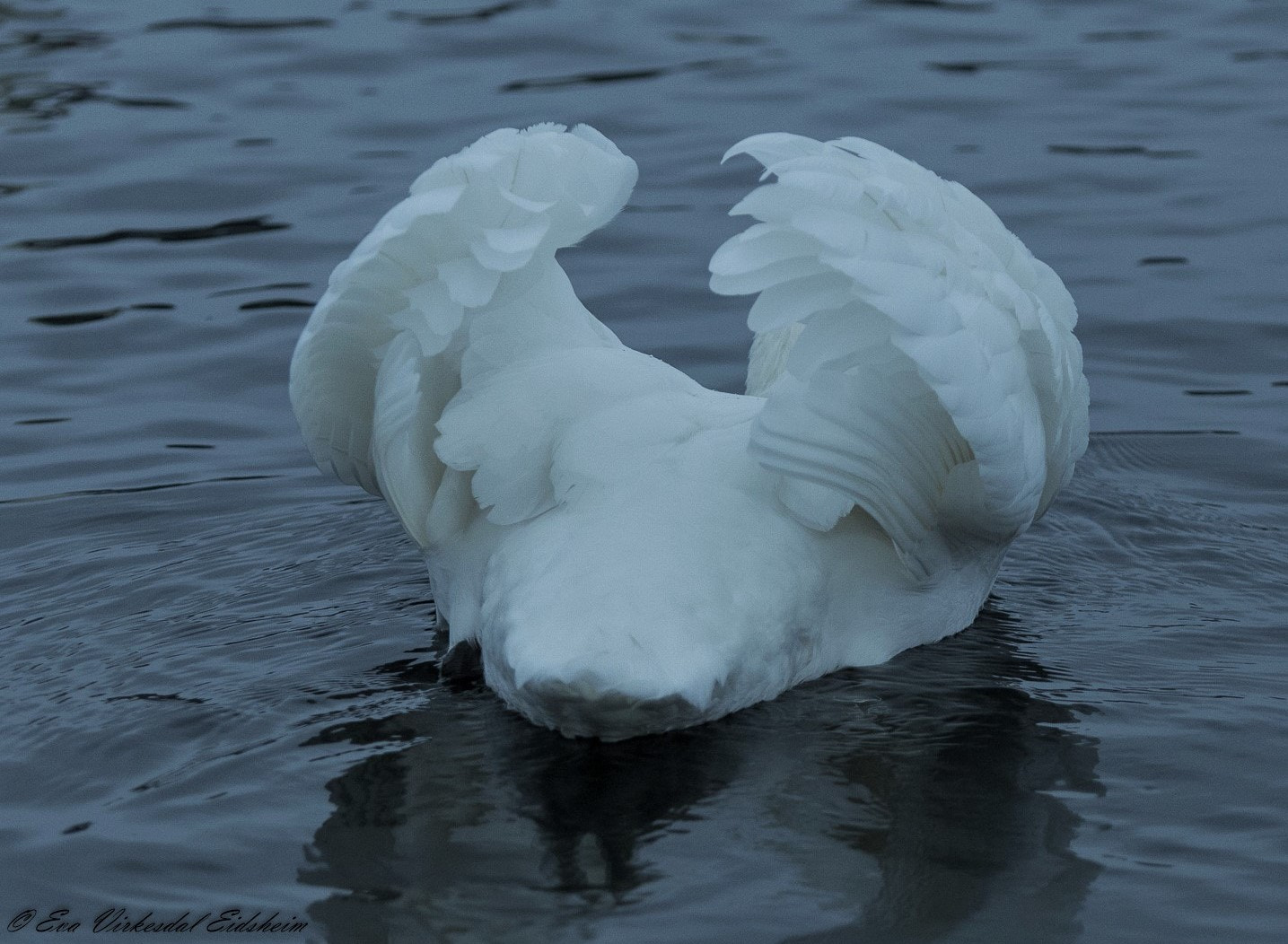 Canon EOS 6D + Tamron SP AF 70-200mm F2.8 Di LD (IF) MACRO sample photo. Swan .... norway photography
