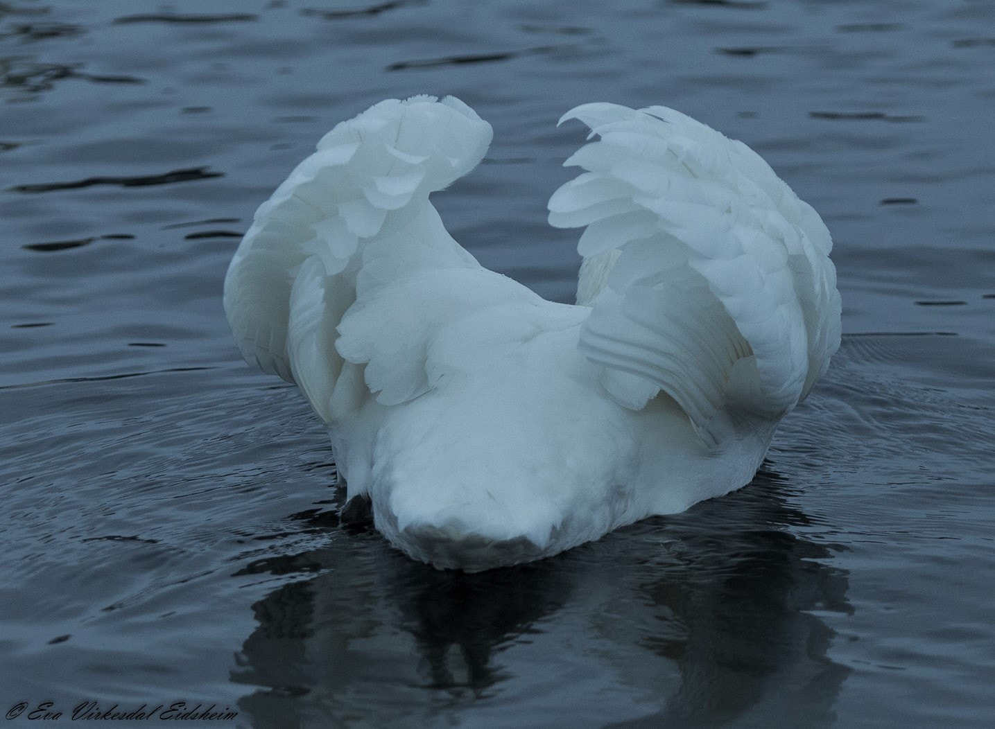 Tamron SP AF 70-200mm F2.8 Di LD (IF) MACRO sample photo. Swan .... norway photography