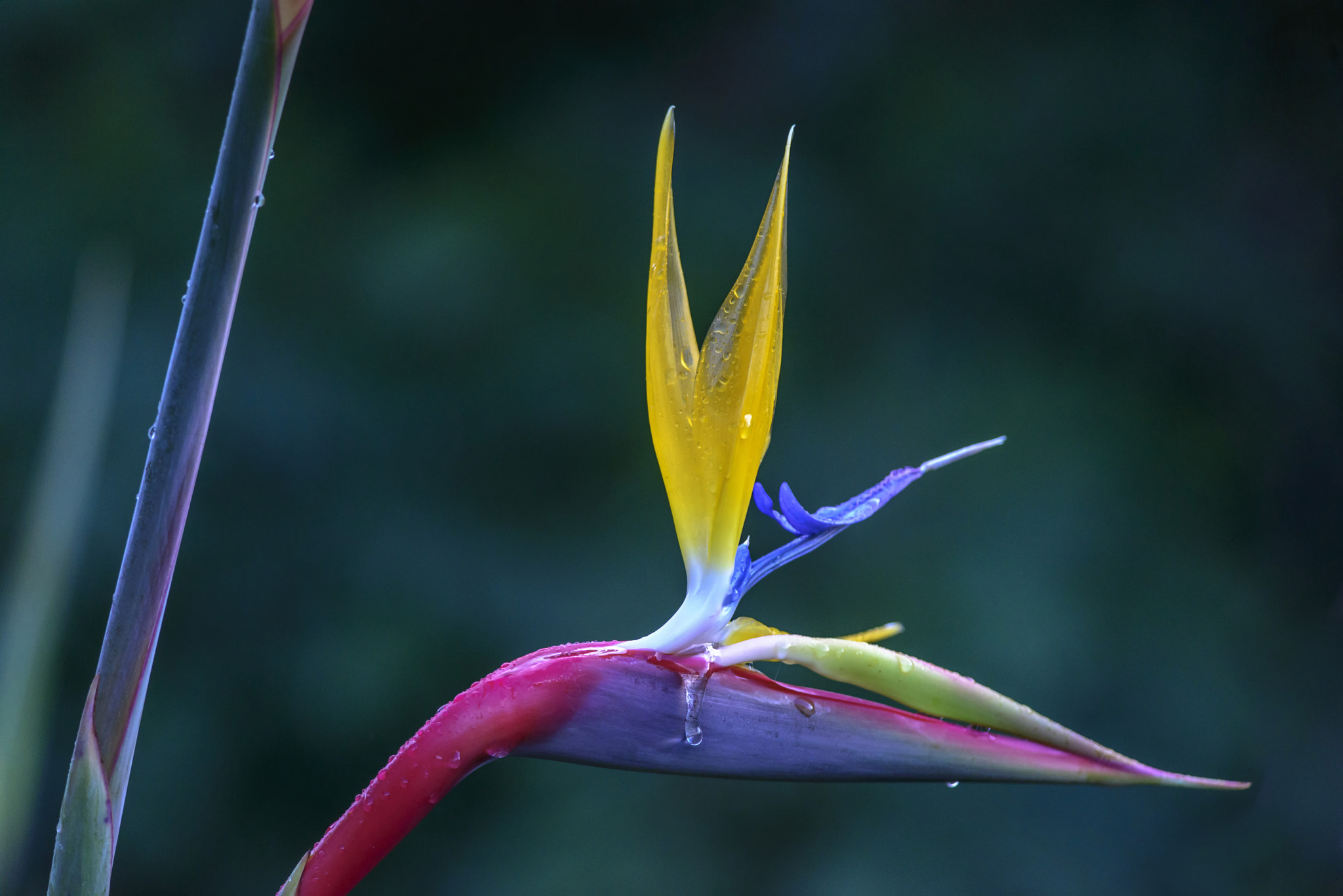 Nikon D800 + Nikon AF-S Nikkor 300mm F4D ED-IF sample photo. Crane flower or strelitzia photography