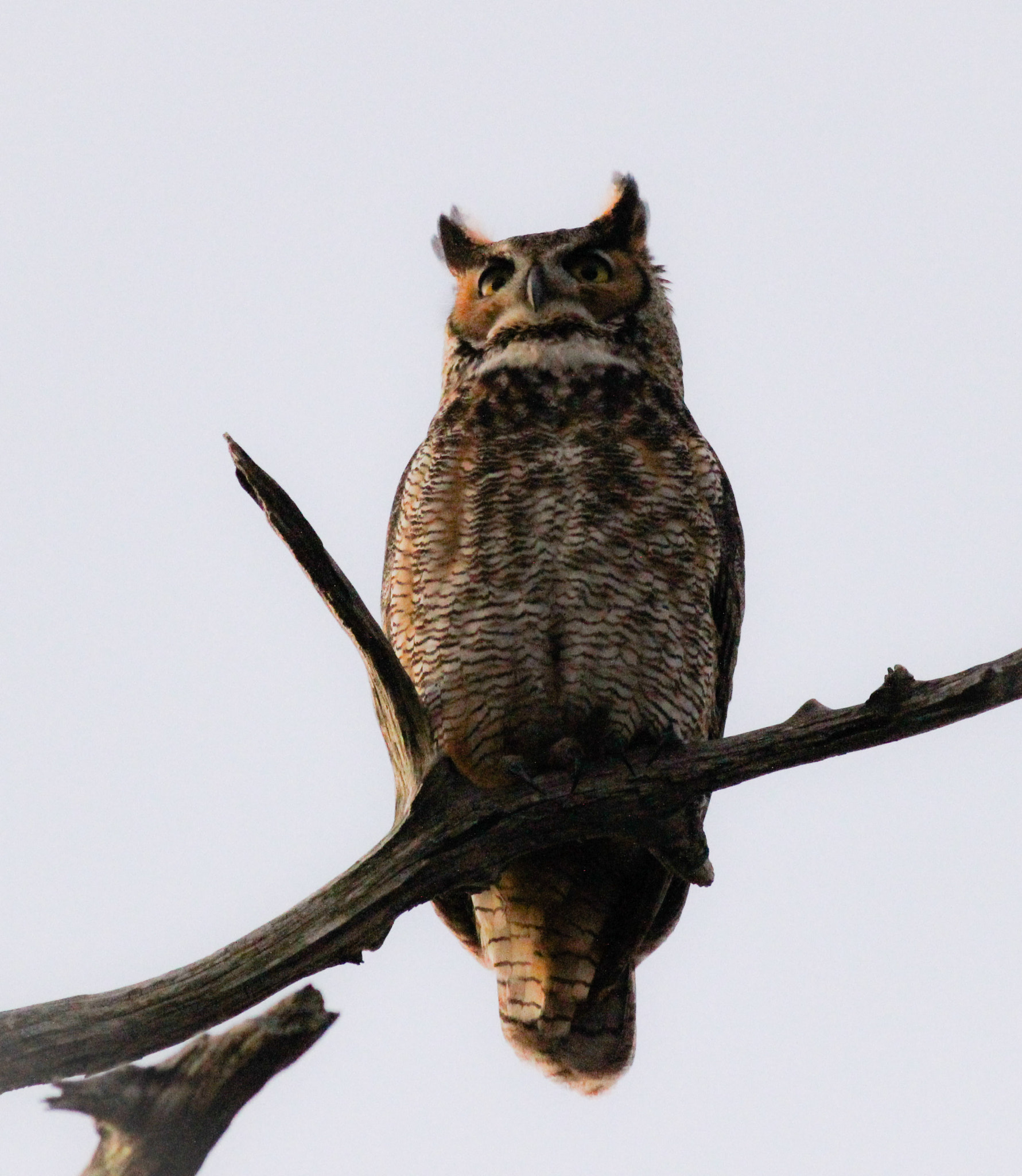 Canon EOS 600D (Rebel EOS T3i / EOS Kiss X5) + Canon EF 400mm F5.6L USM sample photo. Great hornef owl photography