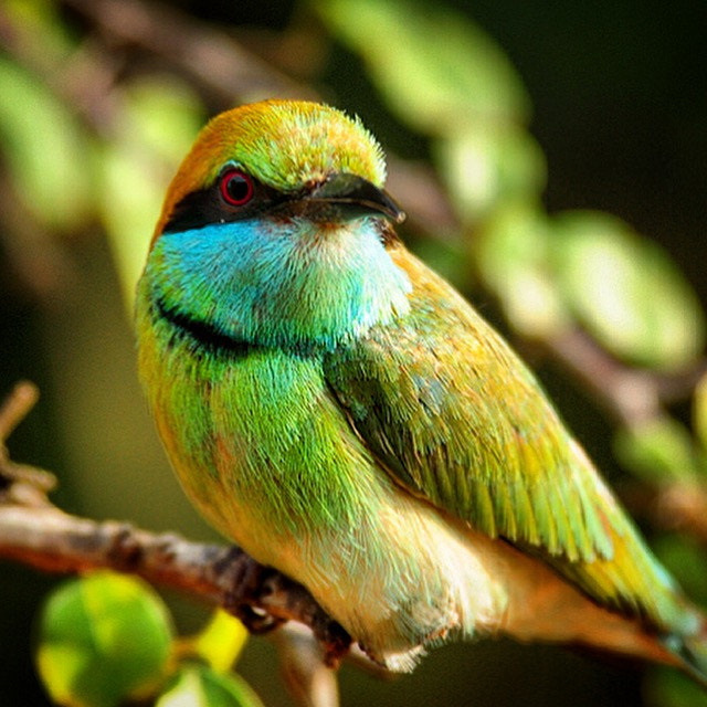 Nikon D300S sample photo. Portrait of a bee eater at yala, sri lanka photography