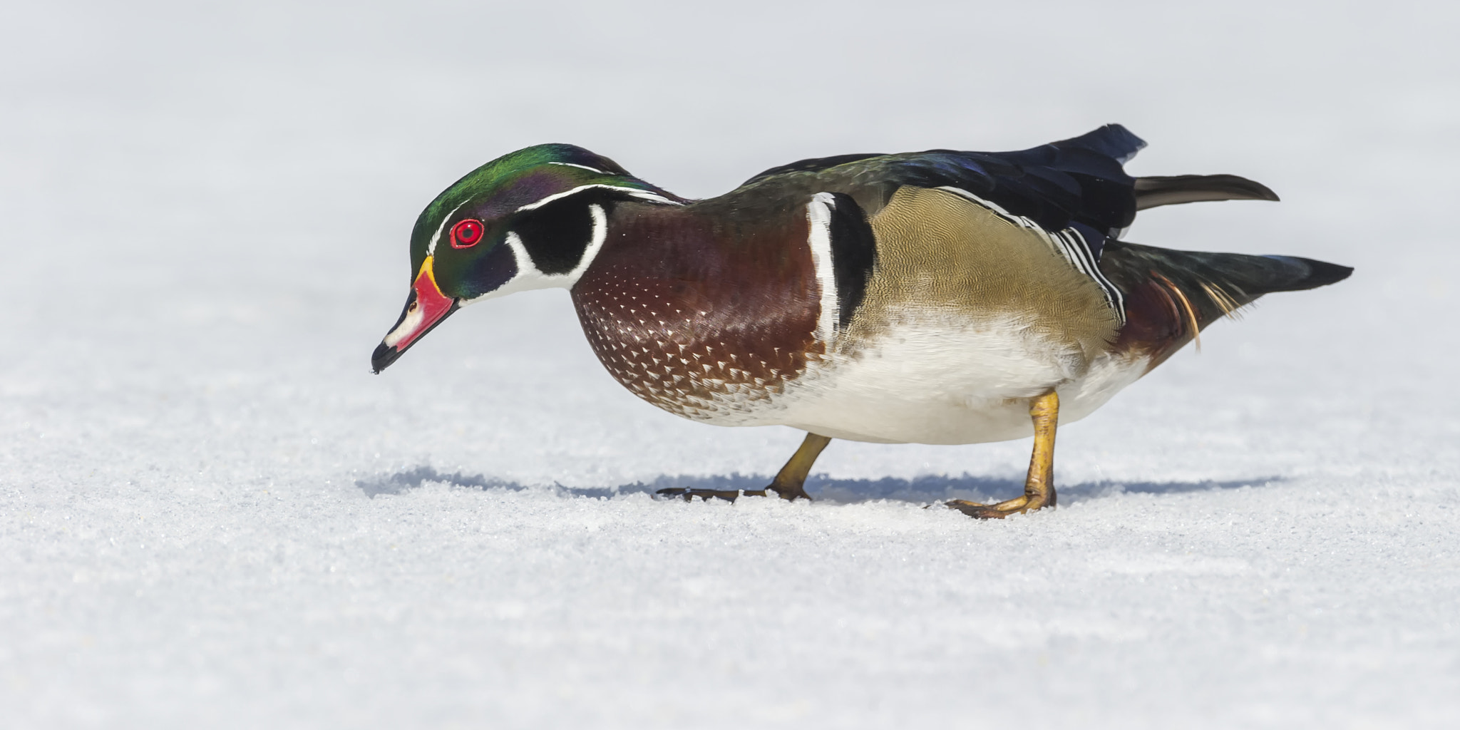 Nikon D3S + Nikon AF-S Nikkor 600mm F4G ED VR sample photo. Winter grazing... photography