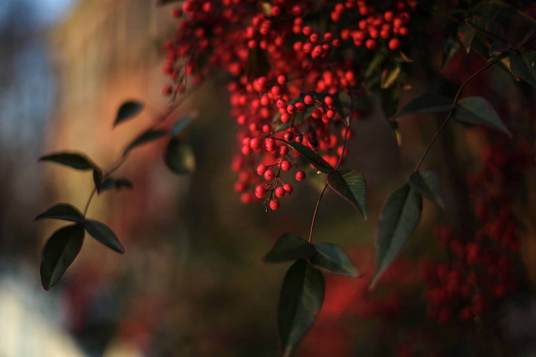 Leica M9 + Leica Summilux-M 50mm F1.4 ASPH sample photo. Red watercolor photography