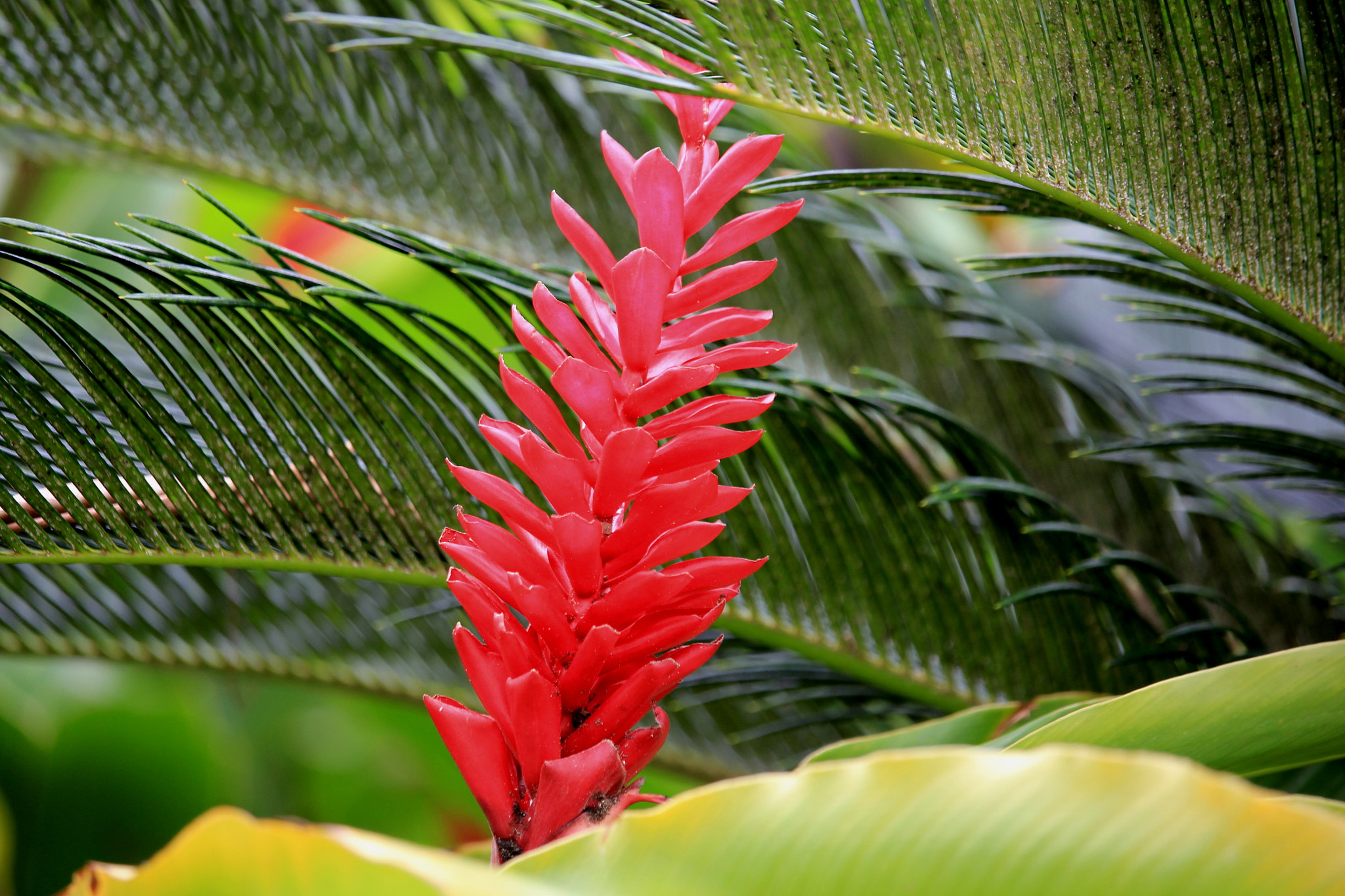 Canon EF-S 55-250mm F4-5.6 IS STM sample photo. Red ginger photography