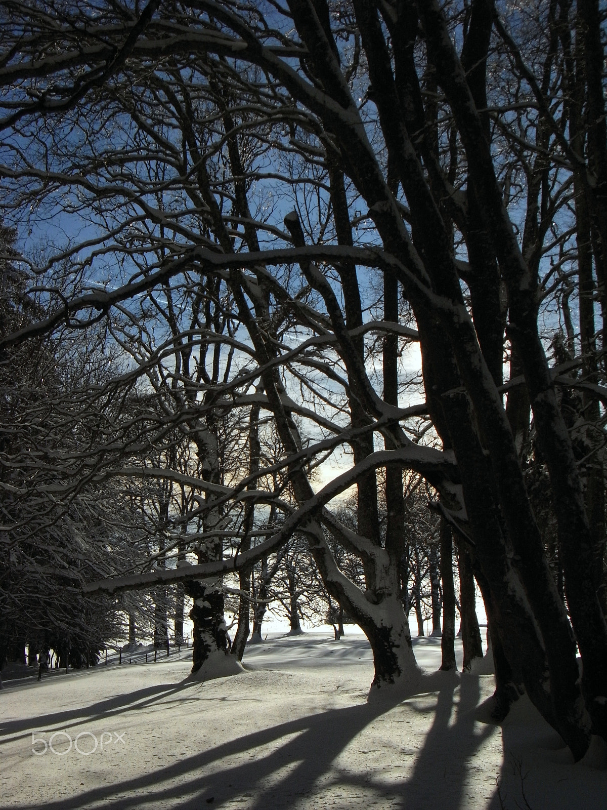 Ricoh Caplio R7 sample photo. Winter photography