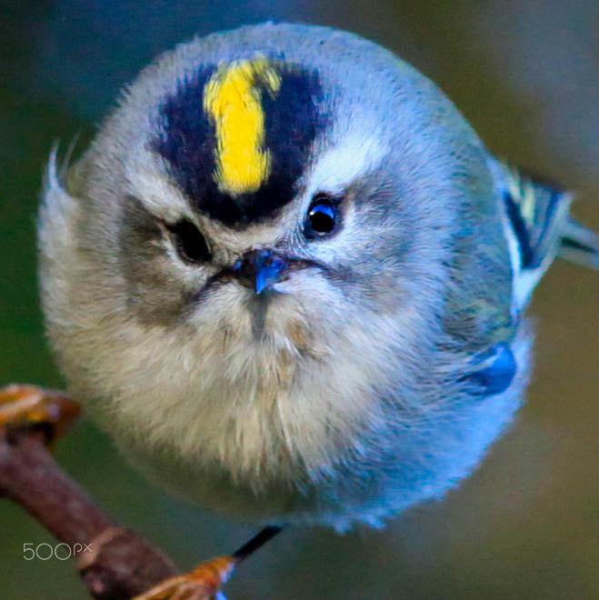 Canon EOS 5D Mark II + Canon EF 600mm F4L IS II USM sample photo. Golden crowned kinglet photography