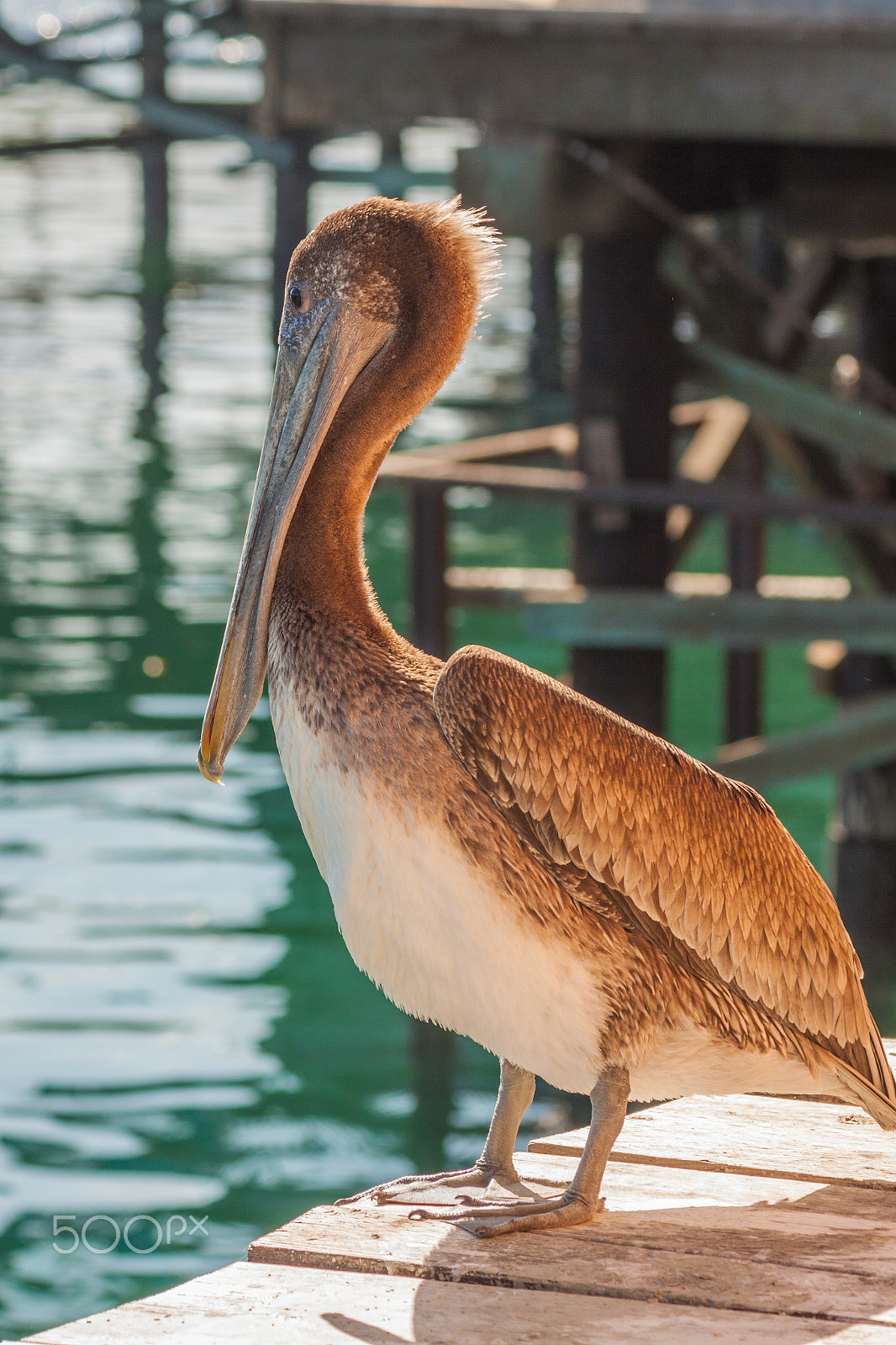 Canon EF 75-300mm F4.0-5.6 IS USM sample photo. Brown pelican photography