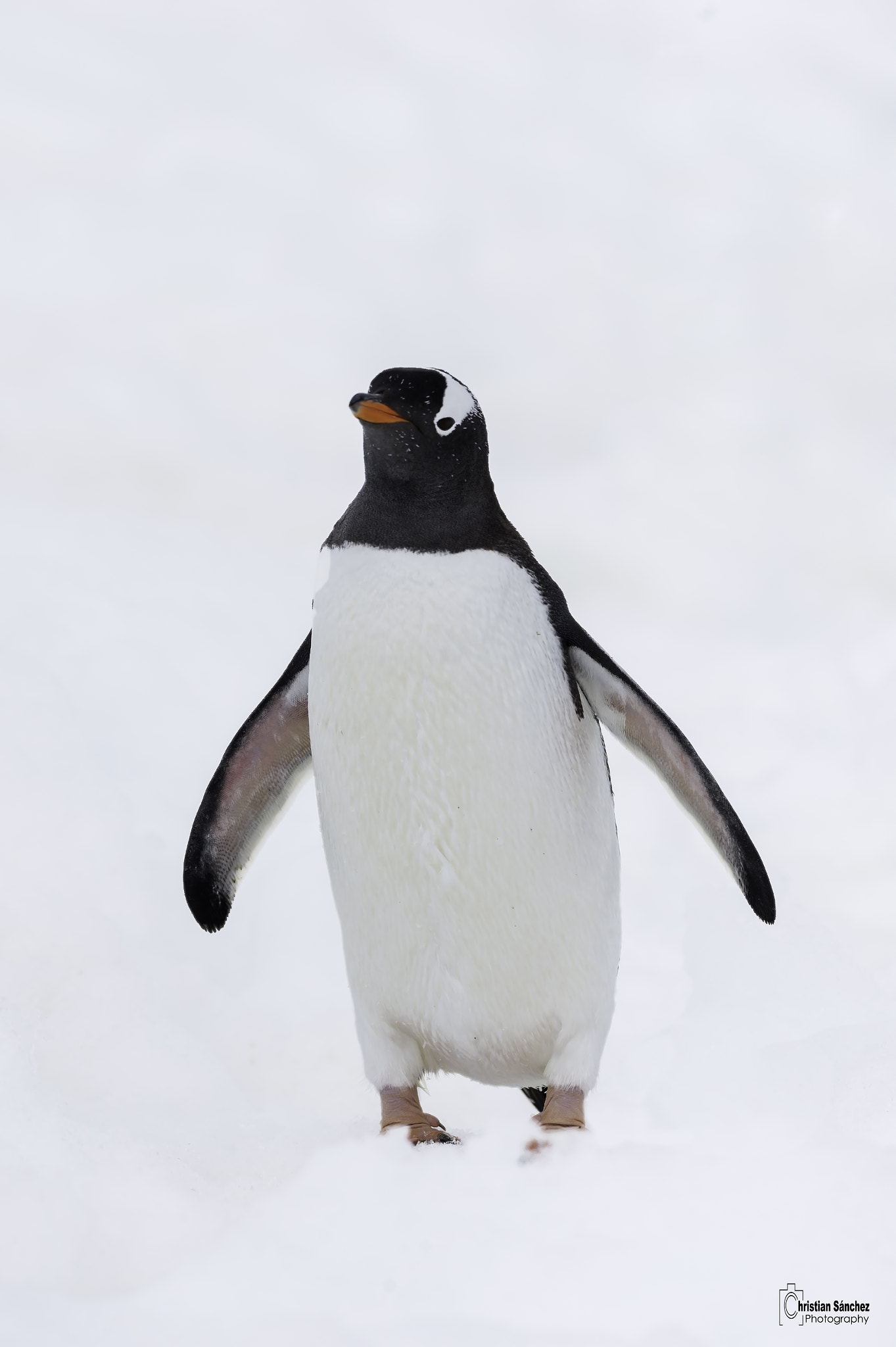 Nikon D4 sample photo. Gentoo penguin photography