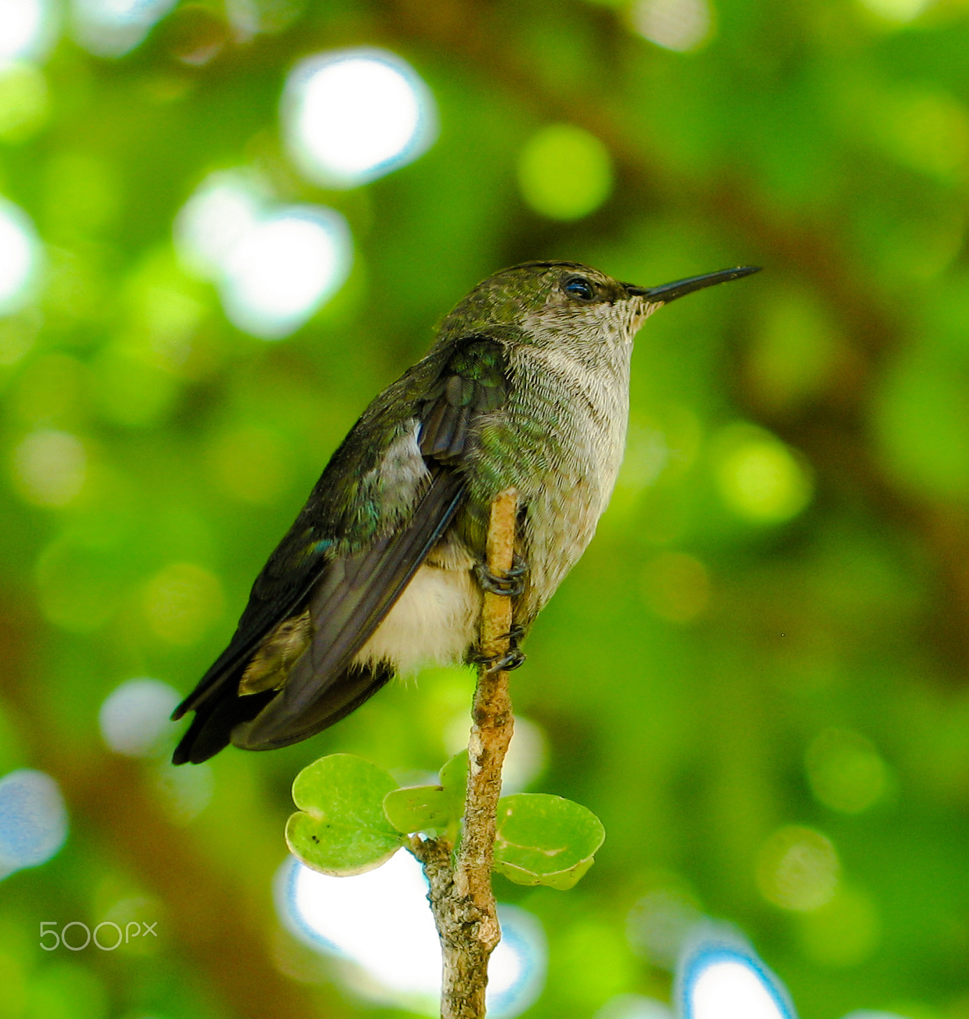 Canon POWERSHOT G6 sample photo. Colibri (trochilinae) photography