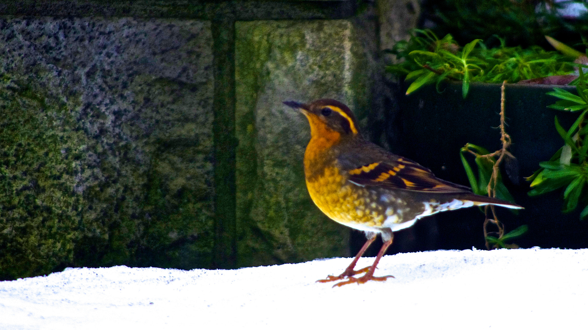Pentax smc DA 55-300mm F4.0-5.8 ED sample photo. Variegated thrush photography