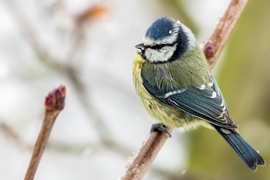 Canon EOS 6D + Canon EF 300mm F4L IS USM sample photo. Blaumeise im schnee photography