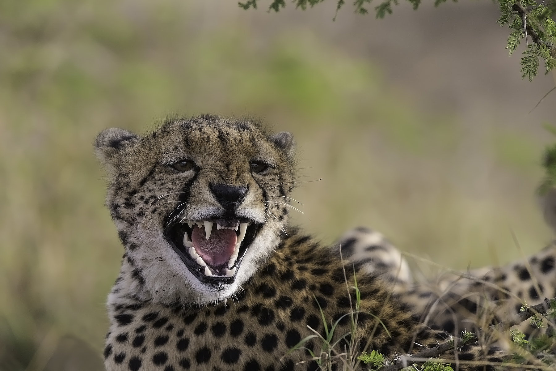 Canon EF 600mm F4L IS II USM sample photo. Annoyed photography