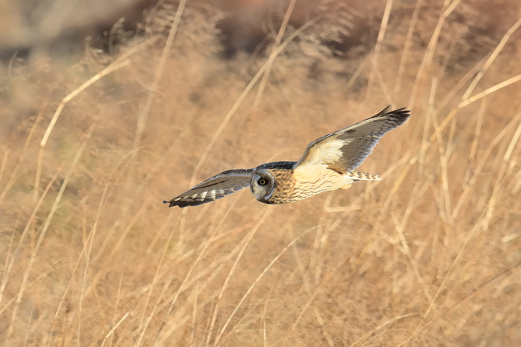 Nikon D500 + Nikon AF-S Nikkor 600mm F4G ED VR sample photo. Short-eared owl photography