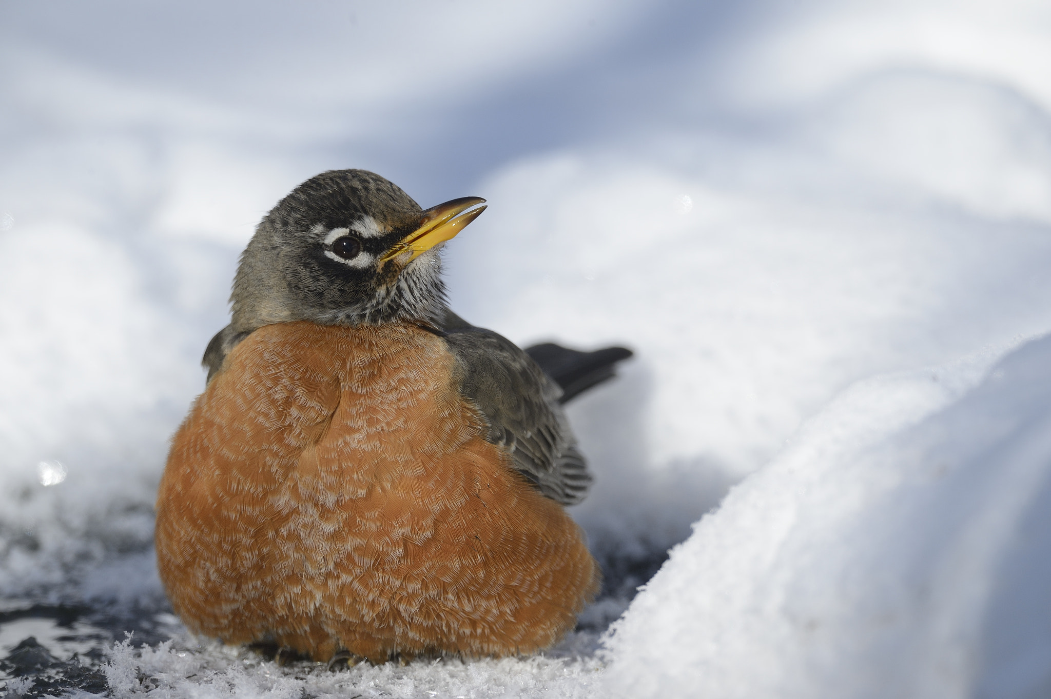 Nikon AF-S Nikkor 800mm F5.6E FL ED VR sample photo. Merle d'amérique /  american robin photography