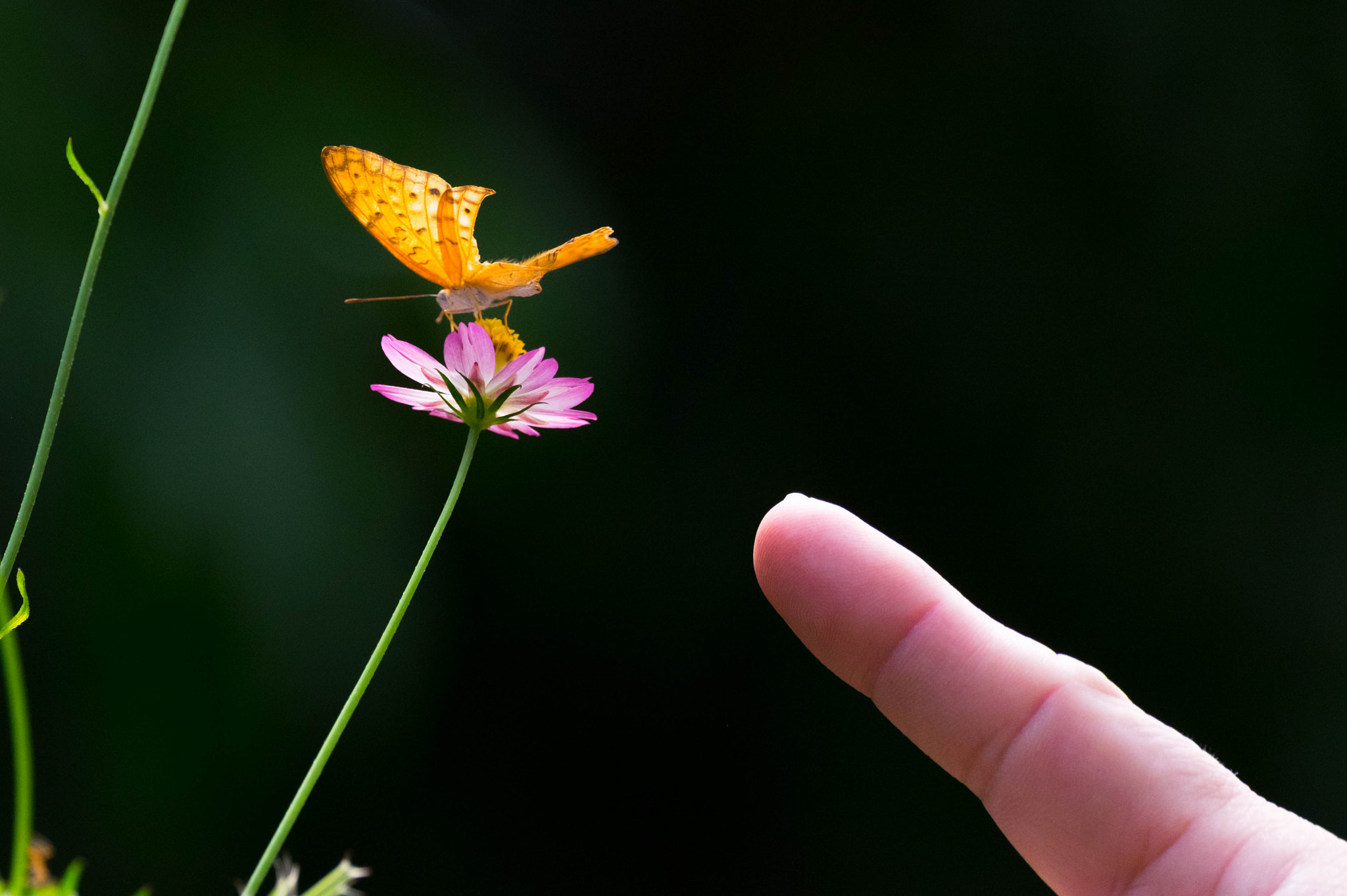 Fujifilm X-T1 sample photo. Look at the wings photography