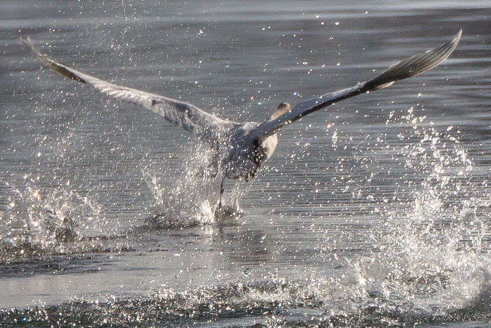 Canon EOS-1D X + Canon EF 800mm F5.6L IS USM sample photo