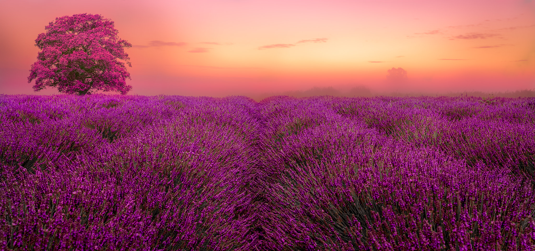 Canon EOS-1D Mark IV sample photo. Lavender dream photography