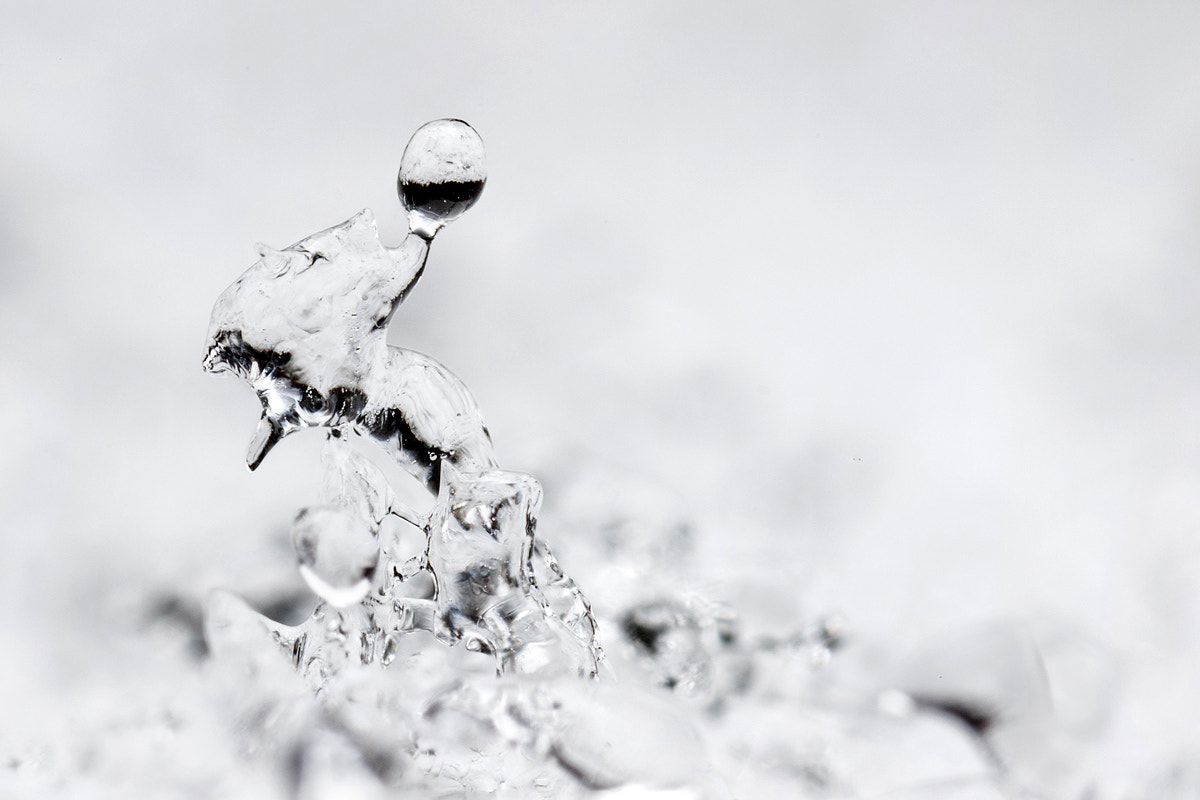 Canon MP-E 65mm F2.5 1-5x Macro Photo sample photo. Glazed frost photography
