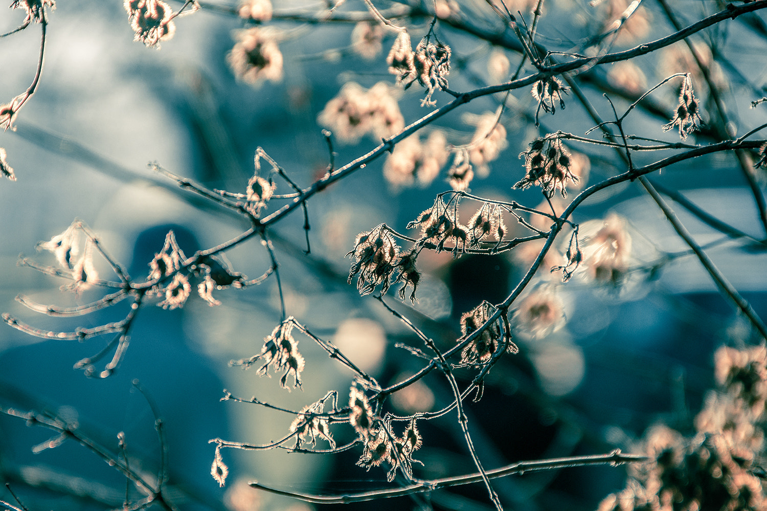 Sony SLT-A58 sample photo. Shades of winter photography