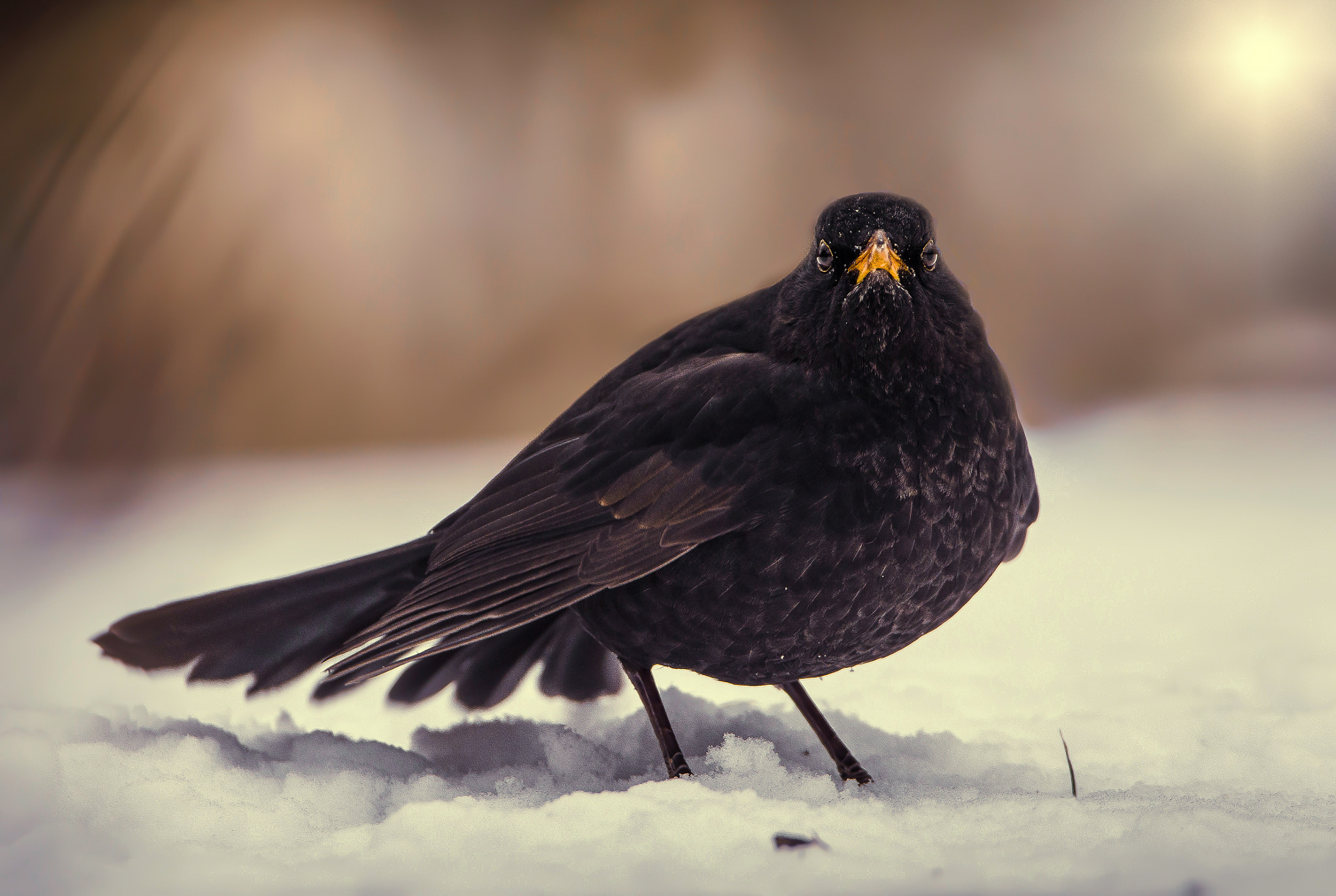 Sigma 150-600mm F5-6.3 DG OS HSM | C sample photo. Blackbird photography