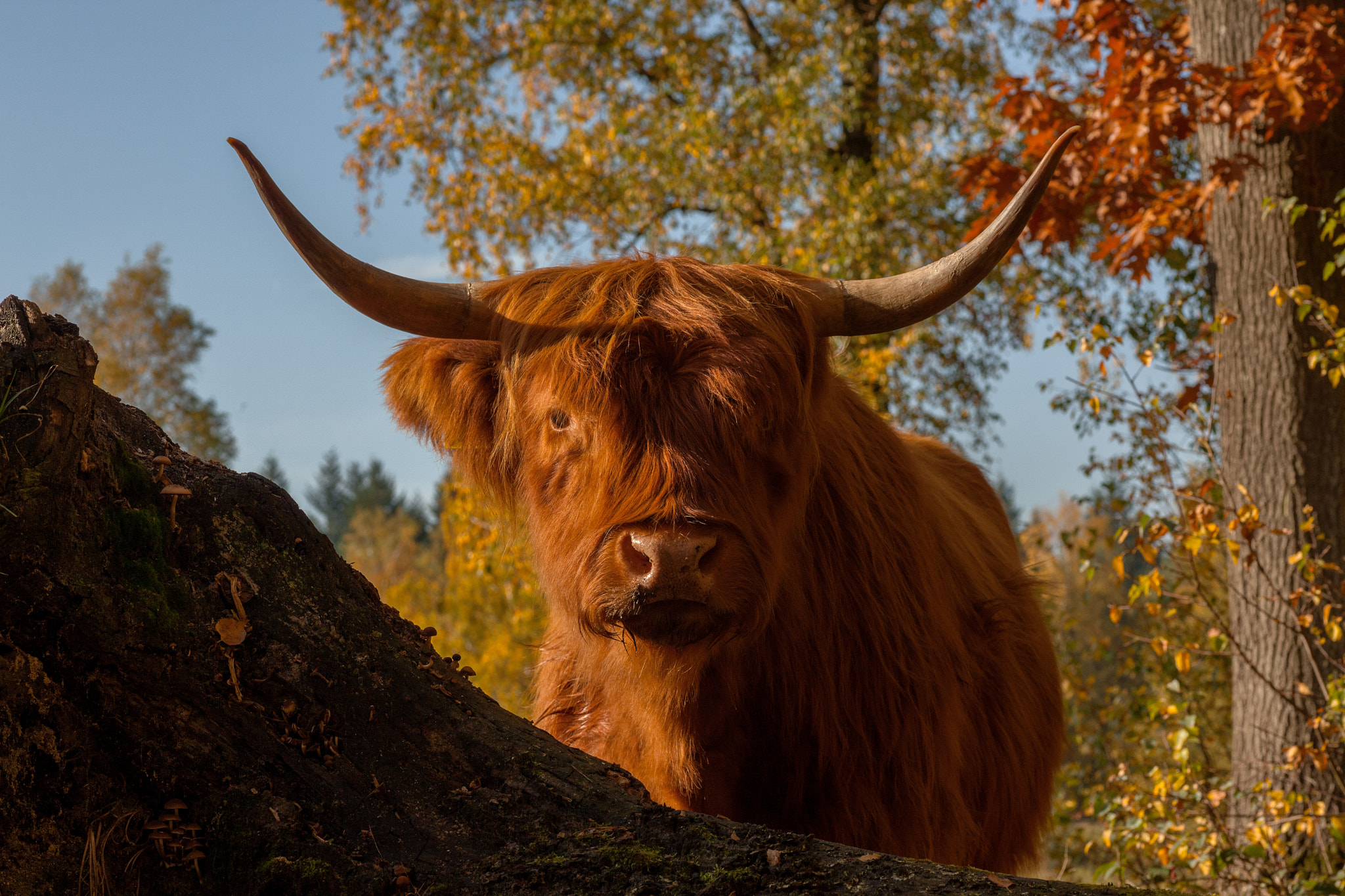 Canon EOS 5D Mark II + Tamron SP AF 90mm F2.8 Di Macro sample photo. Scottish highlander bull photography