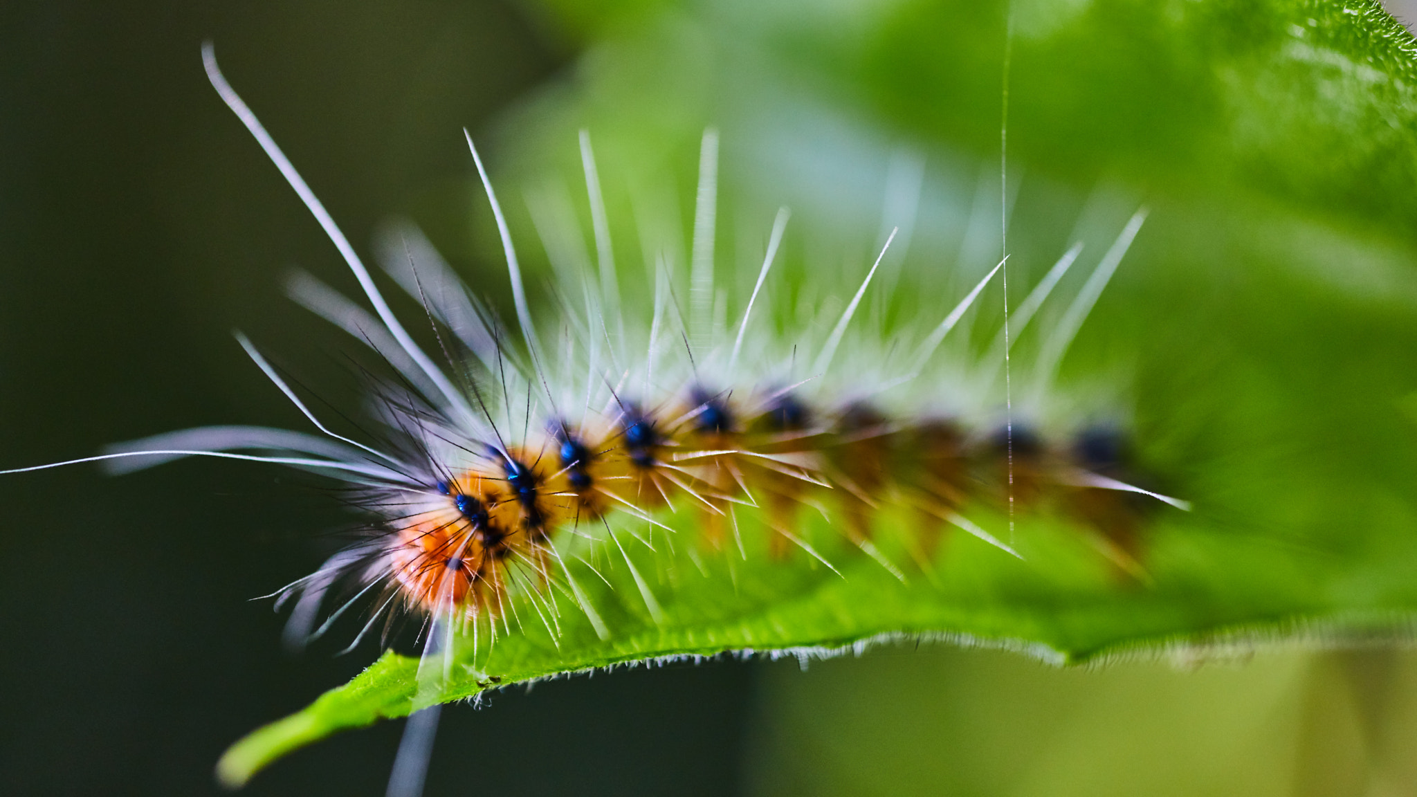 Canon EOS 5D Mark IV + Canon MP-E 65mm F2.5 1-5x Macro Photo sample photo. Hungry photography