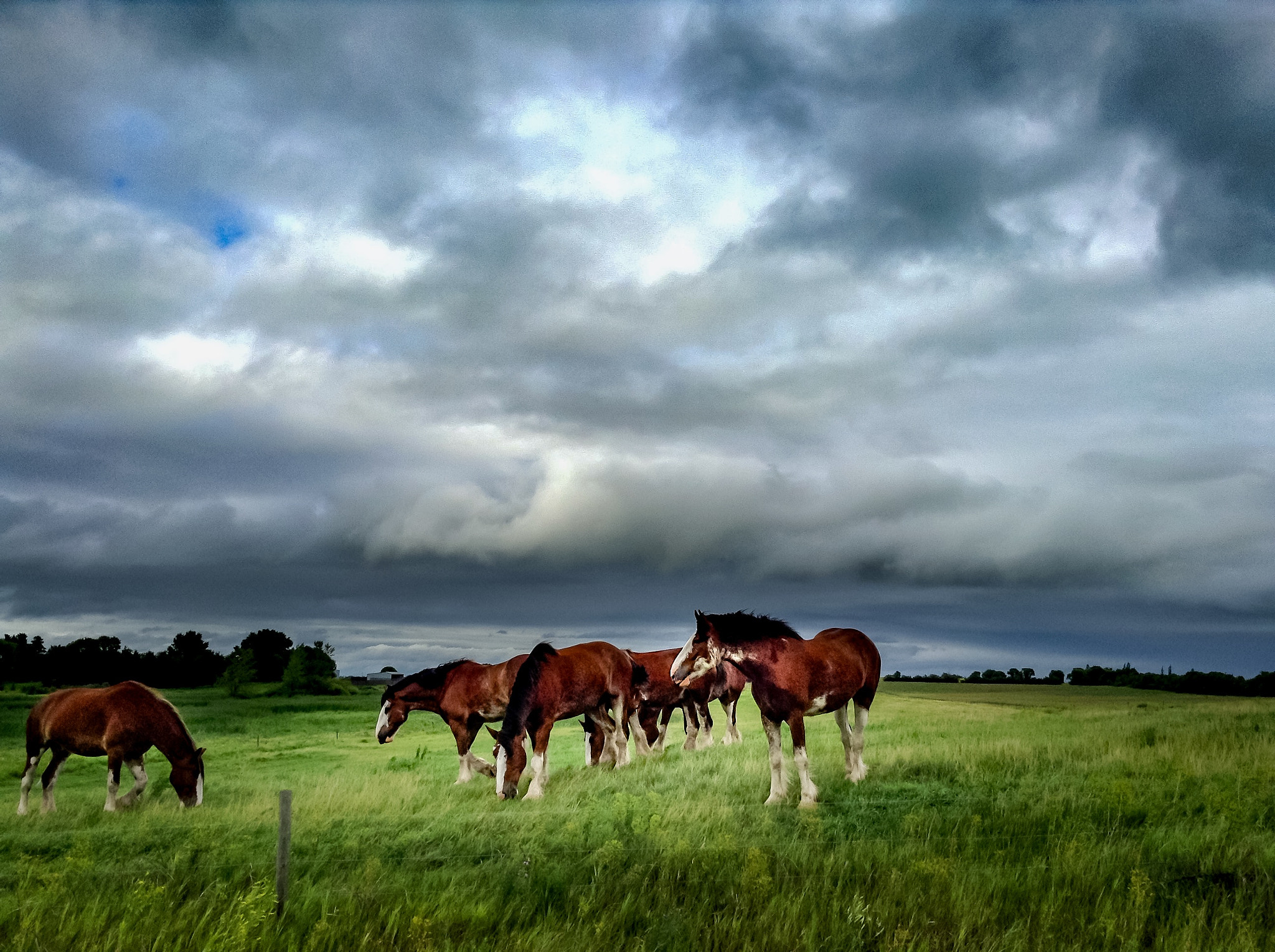 Apple iPad mini sample photo. Horses photography